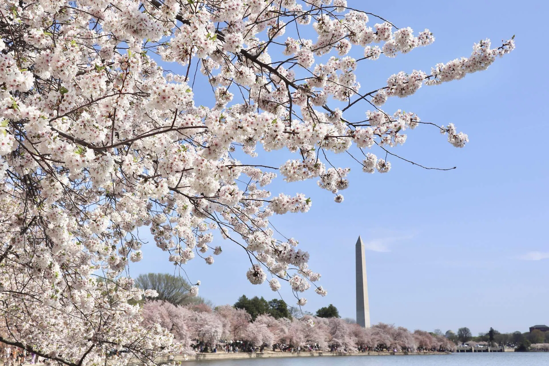 ワシントンD.C.|日帰り|個人手配|観光ブログ｜もぐら