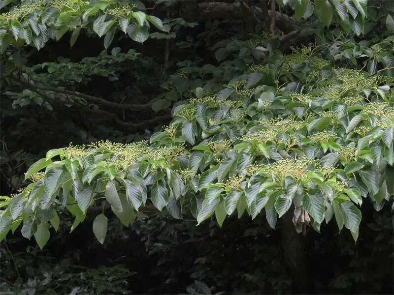ミズキ （水木） の 花序 に 育ち 始めた 直径 6〜8mm 程 の 実 （核果