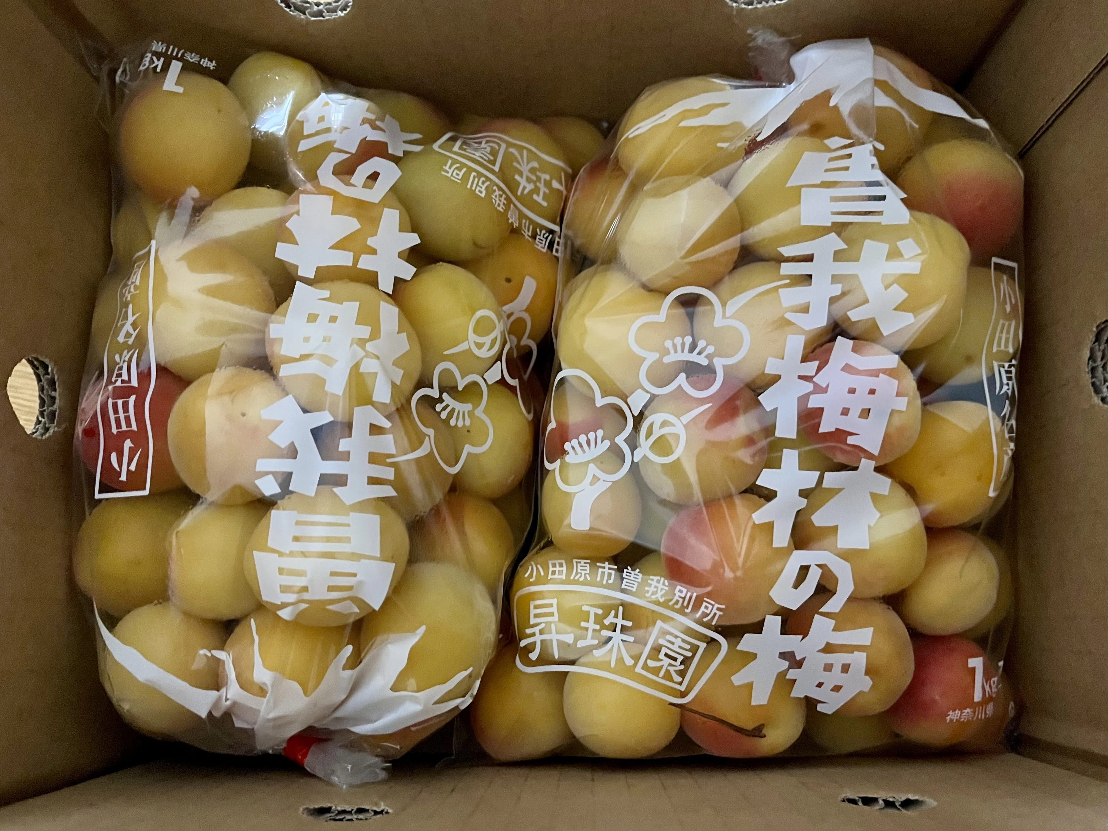 待ちわびた2年ぶりの生梅販売、曽我梅林「昇珠園」さんの十郎梅で