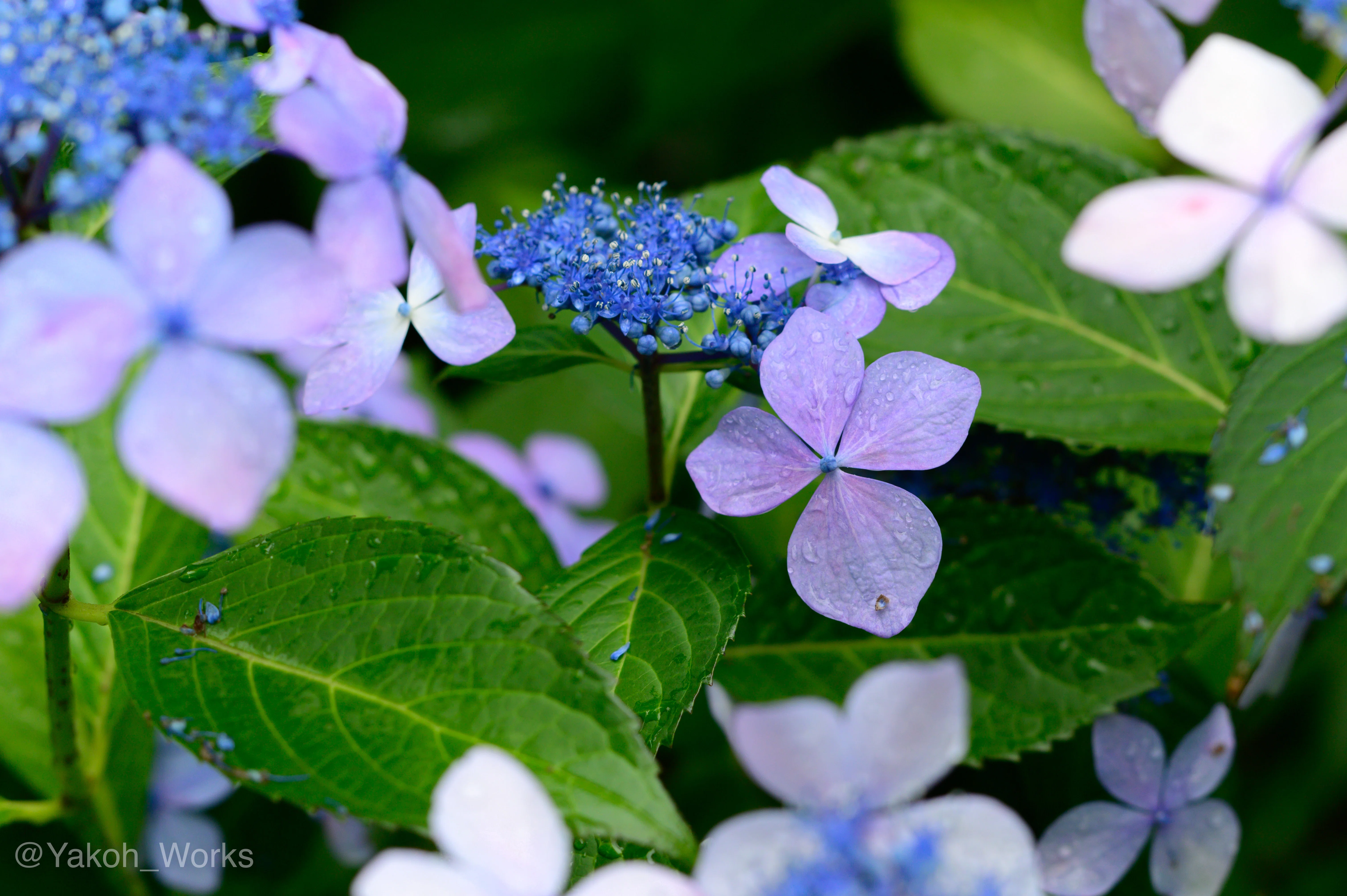 Nikon Z6】紫陽花｜夜行ワークス