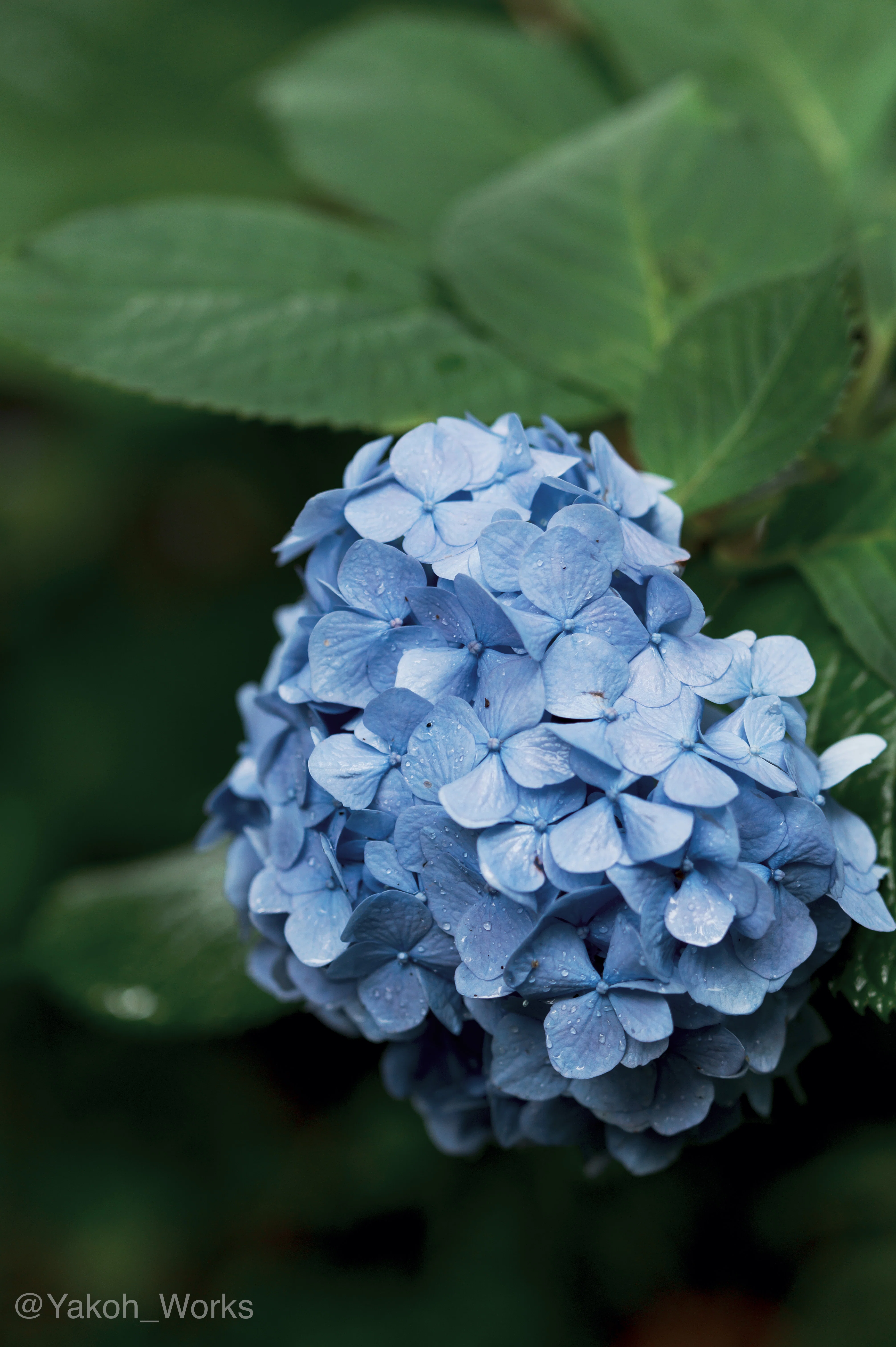 Nikon Z6】紫陽花｜夜行ワークス