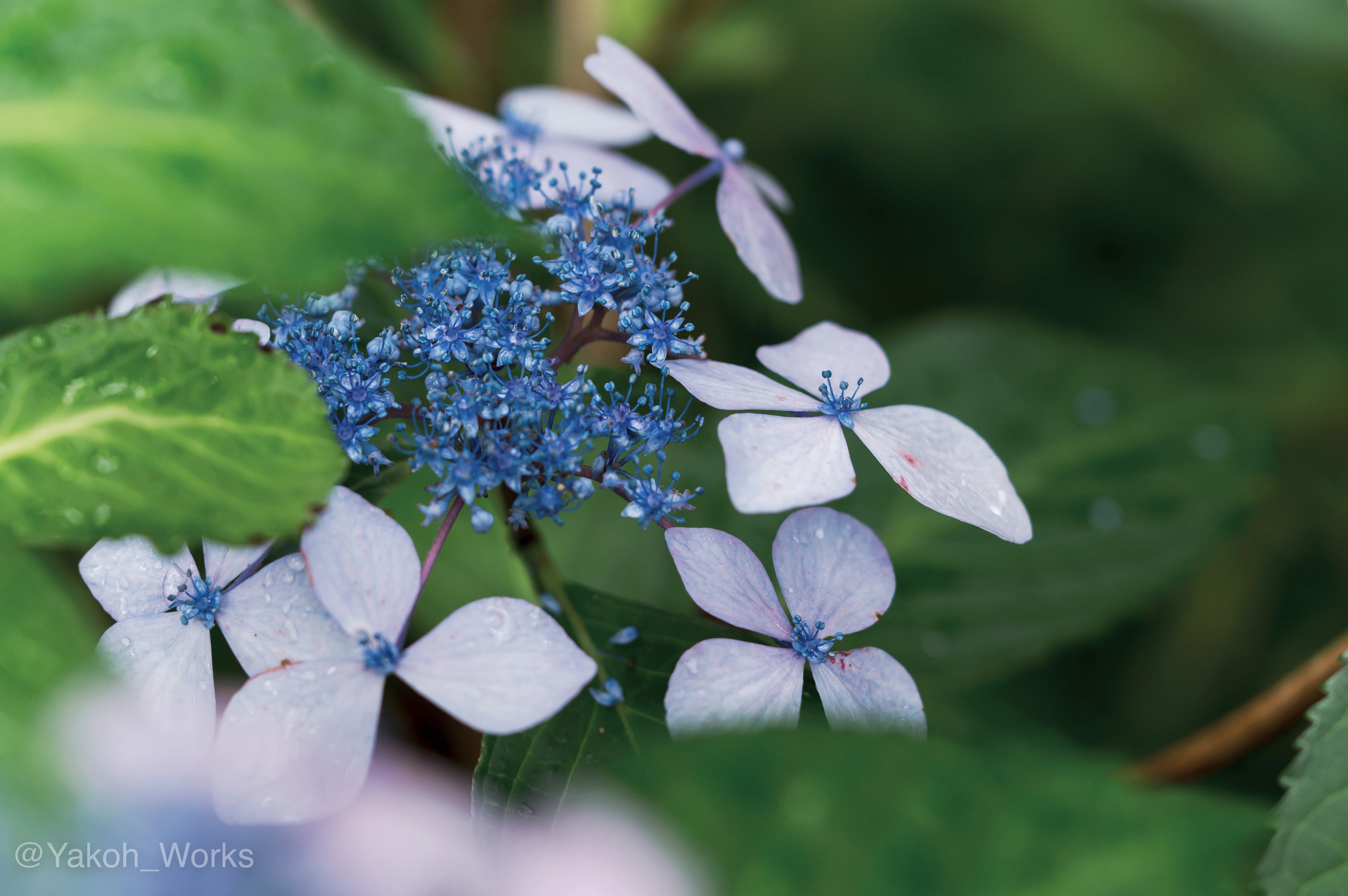 Nikon Z6】紫陽花｜夜行ワークス