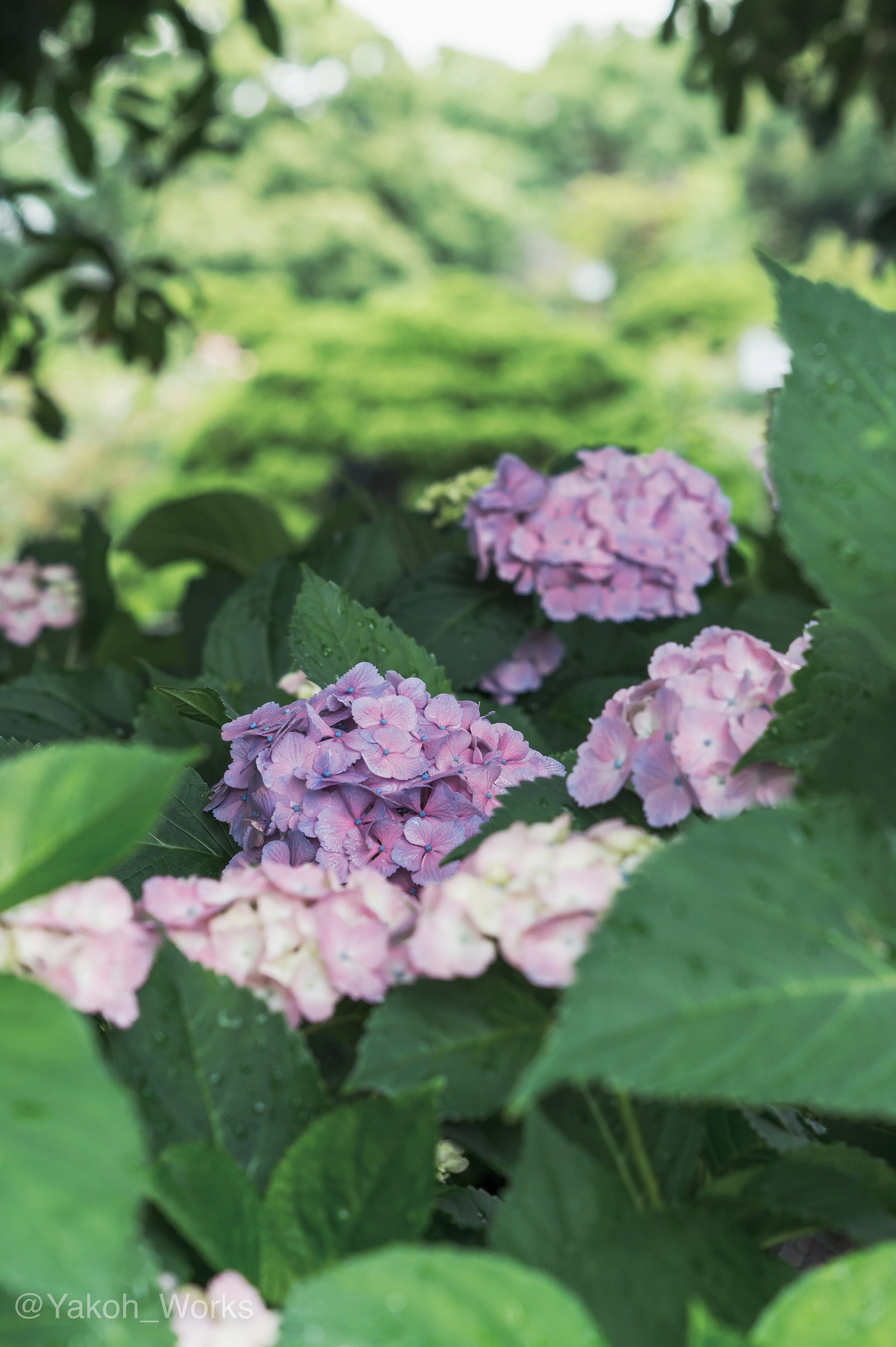 Nikon Z6】紫陽花｜夜行ワークス