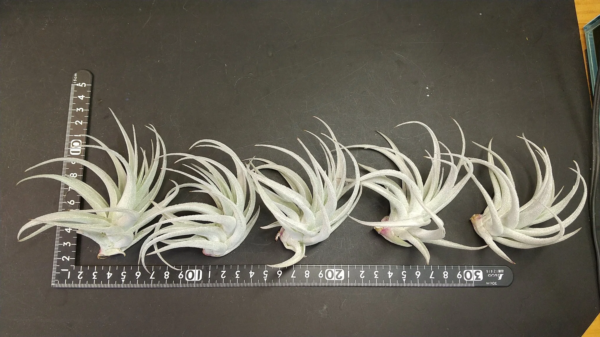 チランジア入荷リスト6/2｜NatureGarden🌿神田