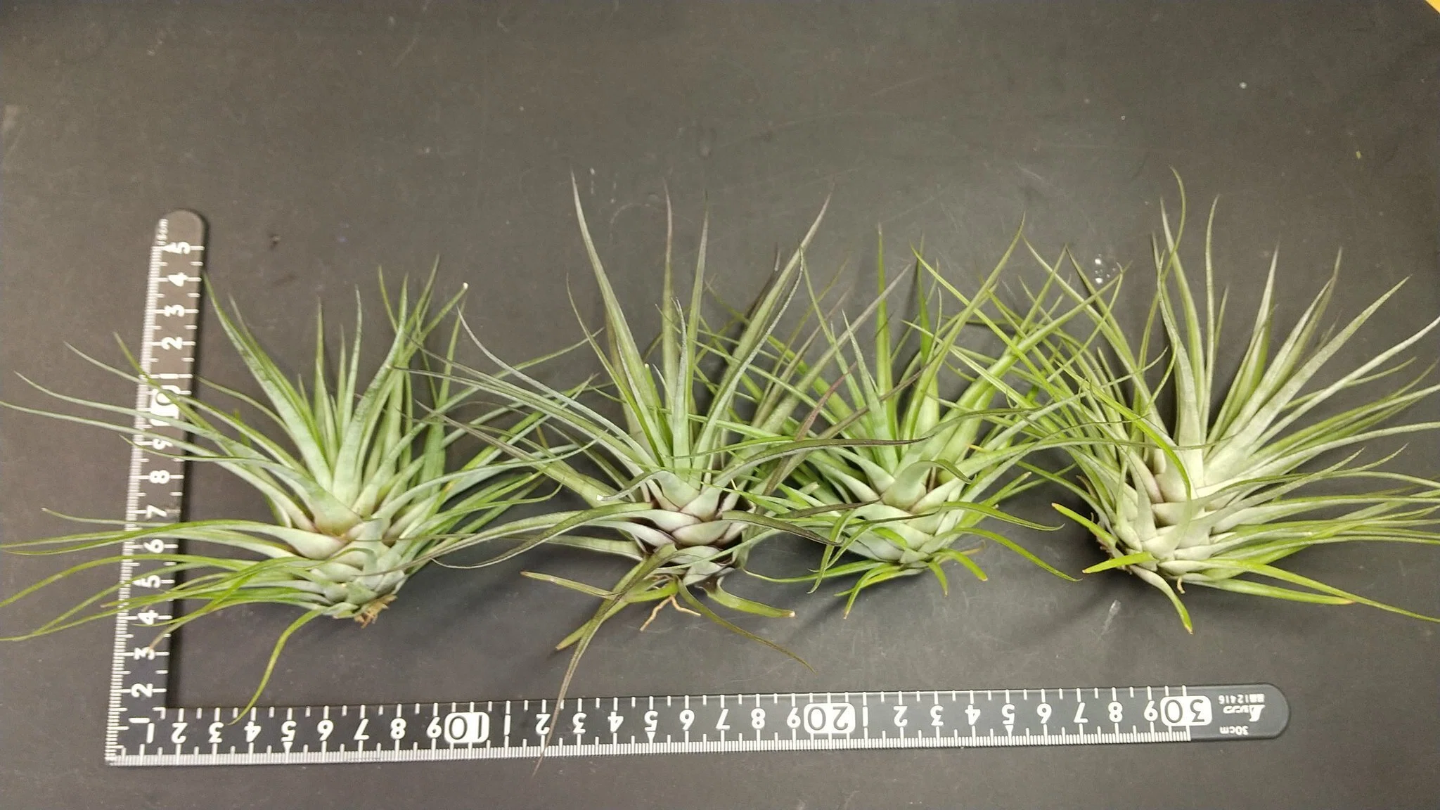 チランジア入荷リスト6/2｜NatureGarden🌿神田