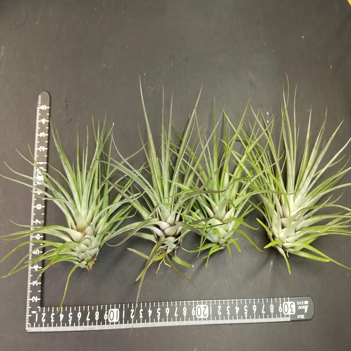 チランジア入荷リスト6/2｜NatureGarden?神田