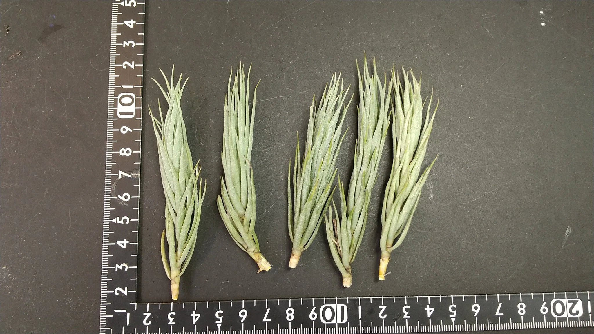 チランジア入荷リスト6/2｜NatureGarden🌿神田