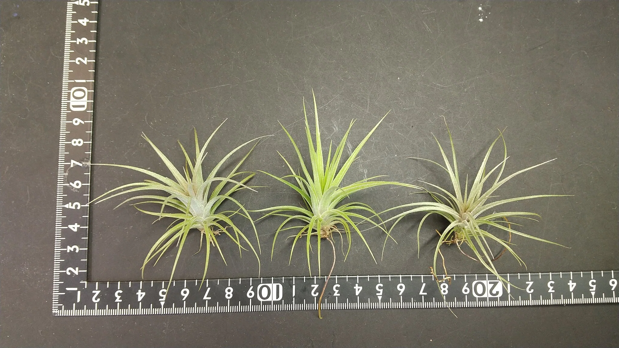 チランジア入荷リスト6/2｜NatureGarden🌿神田