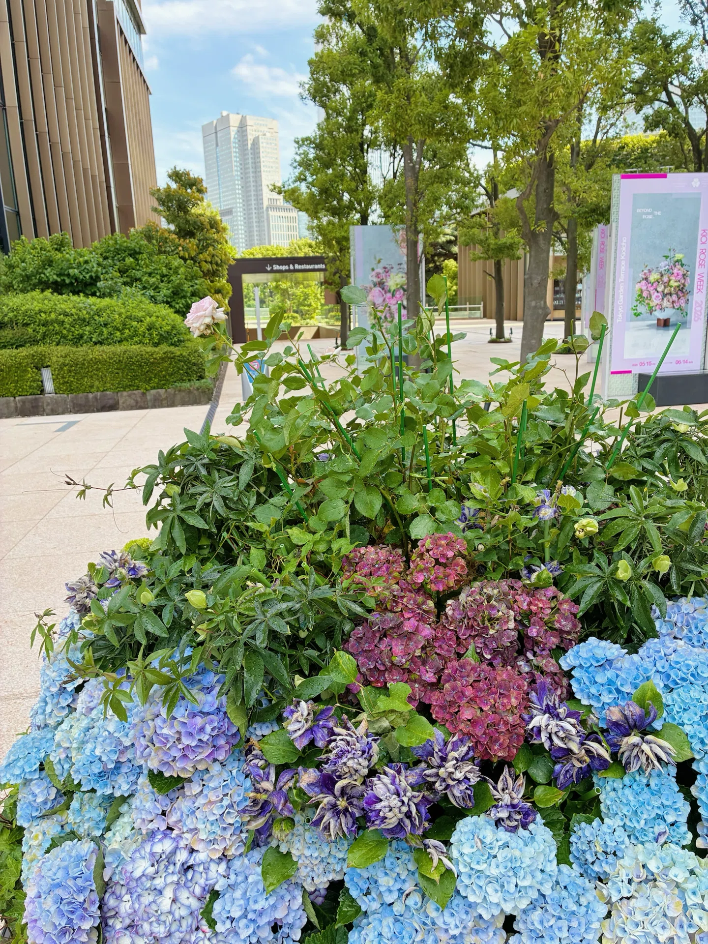 東京ガーデンテラス紀尾井町 ニコライバーグマン×福山ローズ・紫陽花