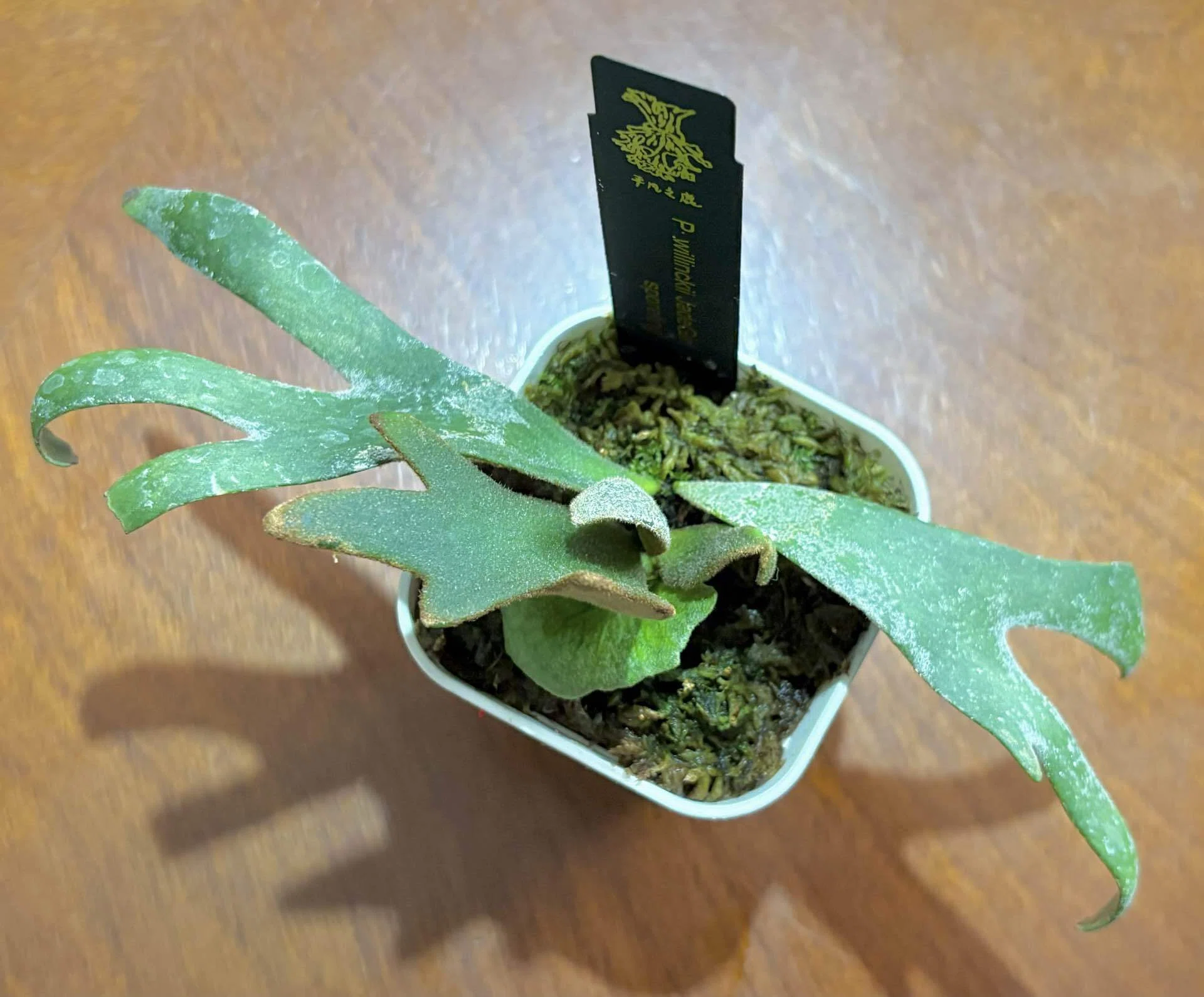 初めてのビカクシダ板付に挑戦！-First time mounting Platycerium on