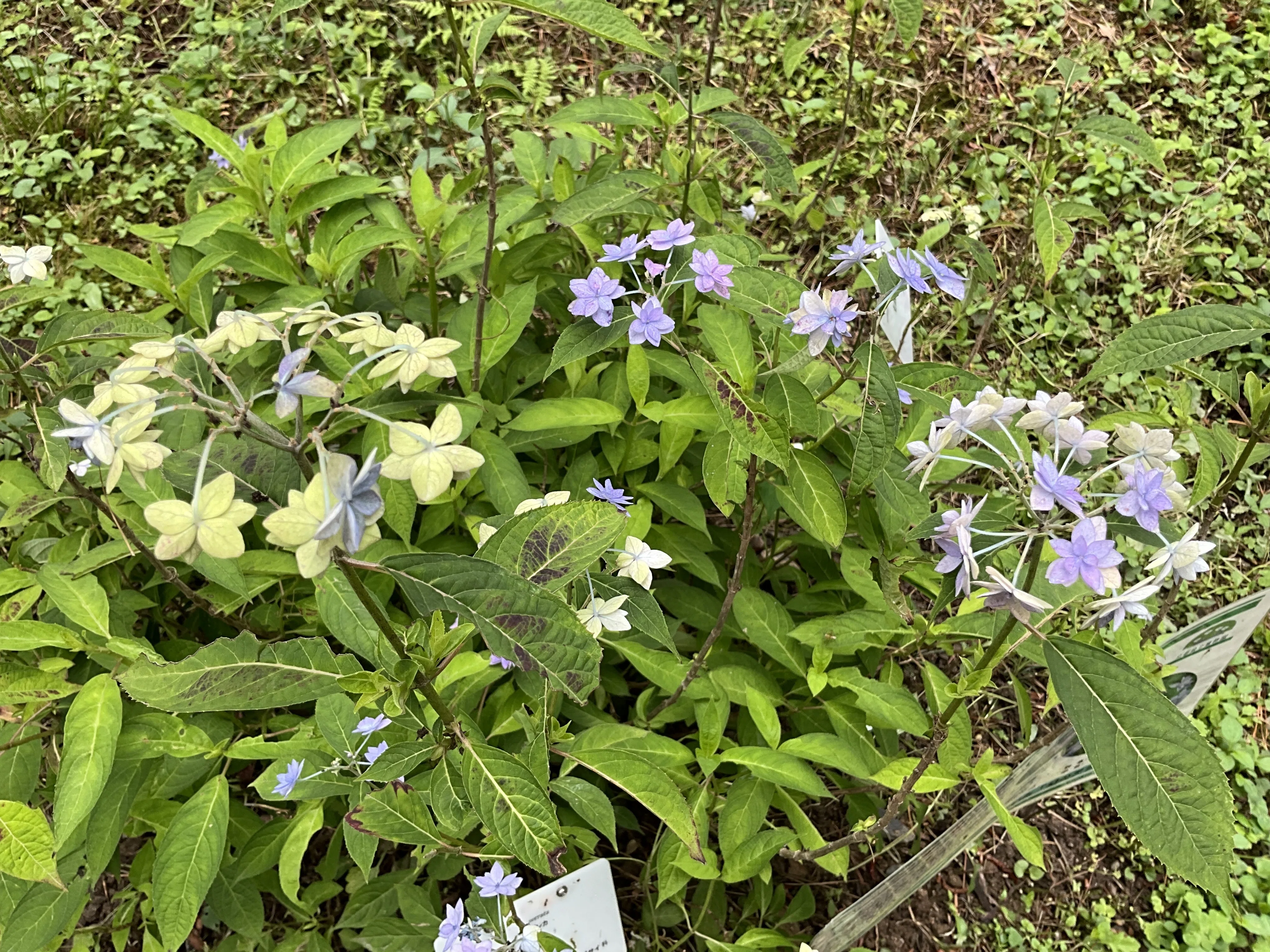 七段花（京都府立植物園）：2026年6月1日（月）｜藤井秀昭（『京都居候