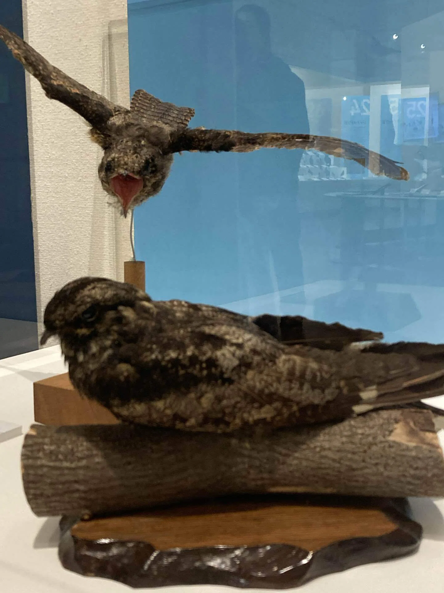大阪市立自然史博物館の『鳥展』に行ってきました！米津さんの歌の烏