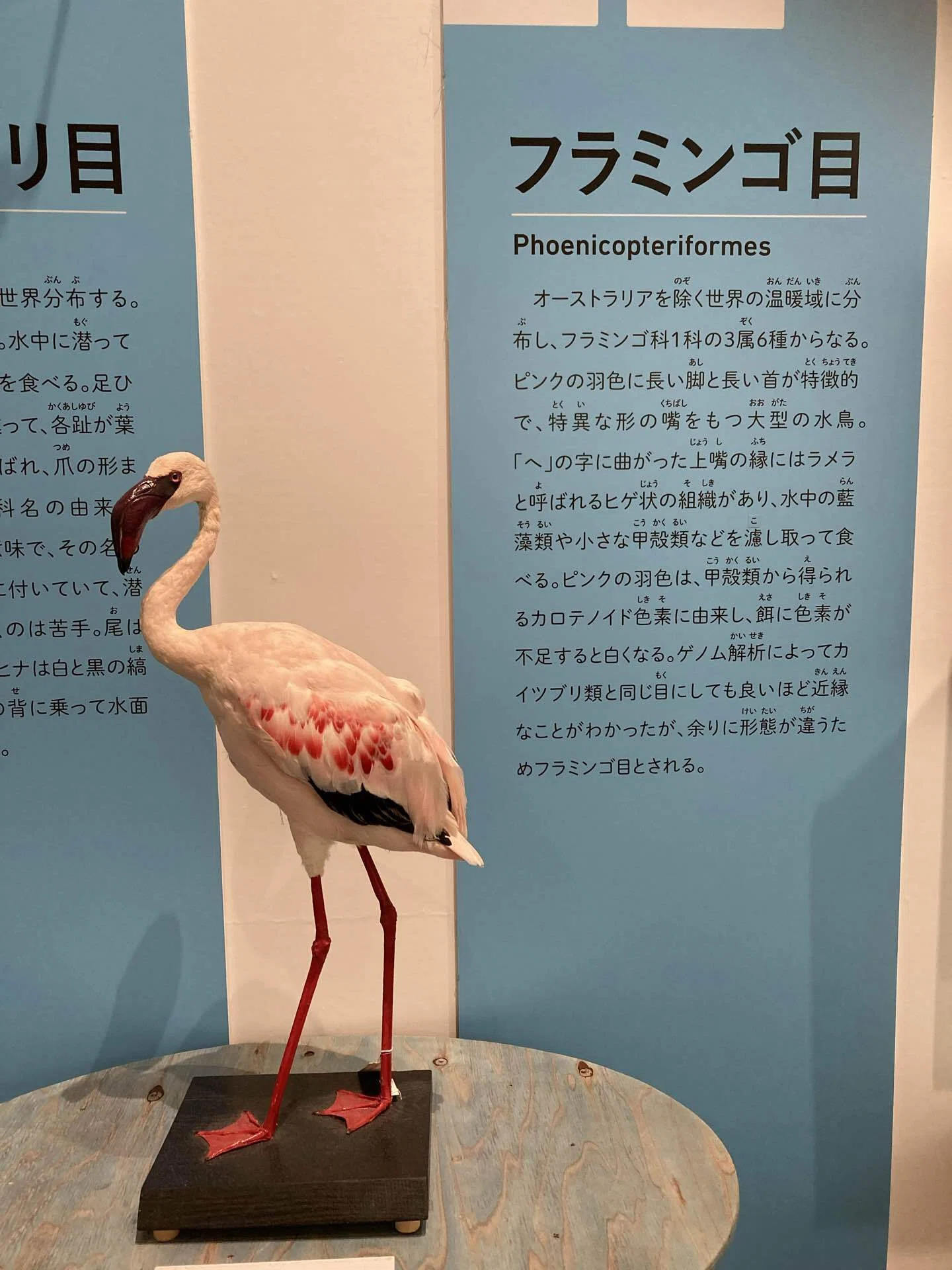大阪市立自然史博物館の『鳥展』に行ってきました！米津さんの歌の烏