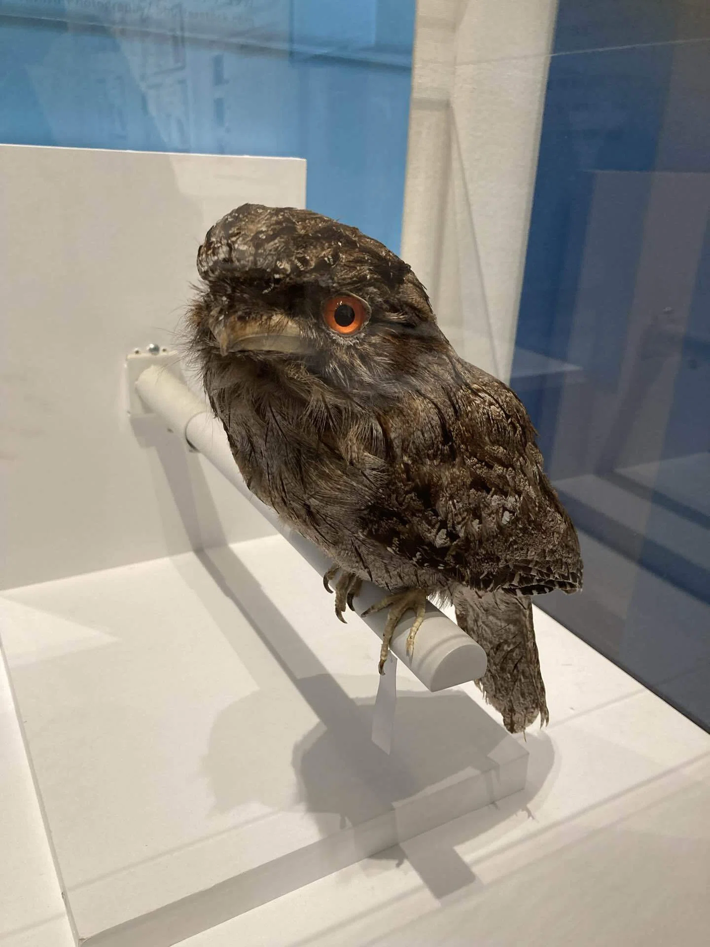大阪市立自然史博物館の『鳥展』に行ってきました！米津さんの歌の烏