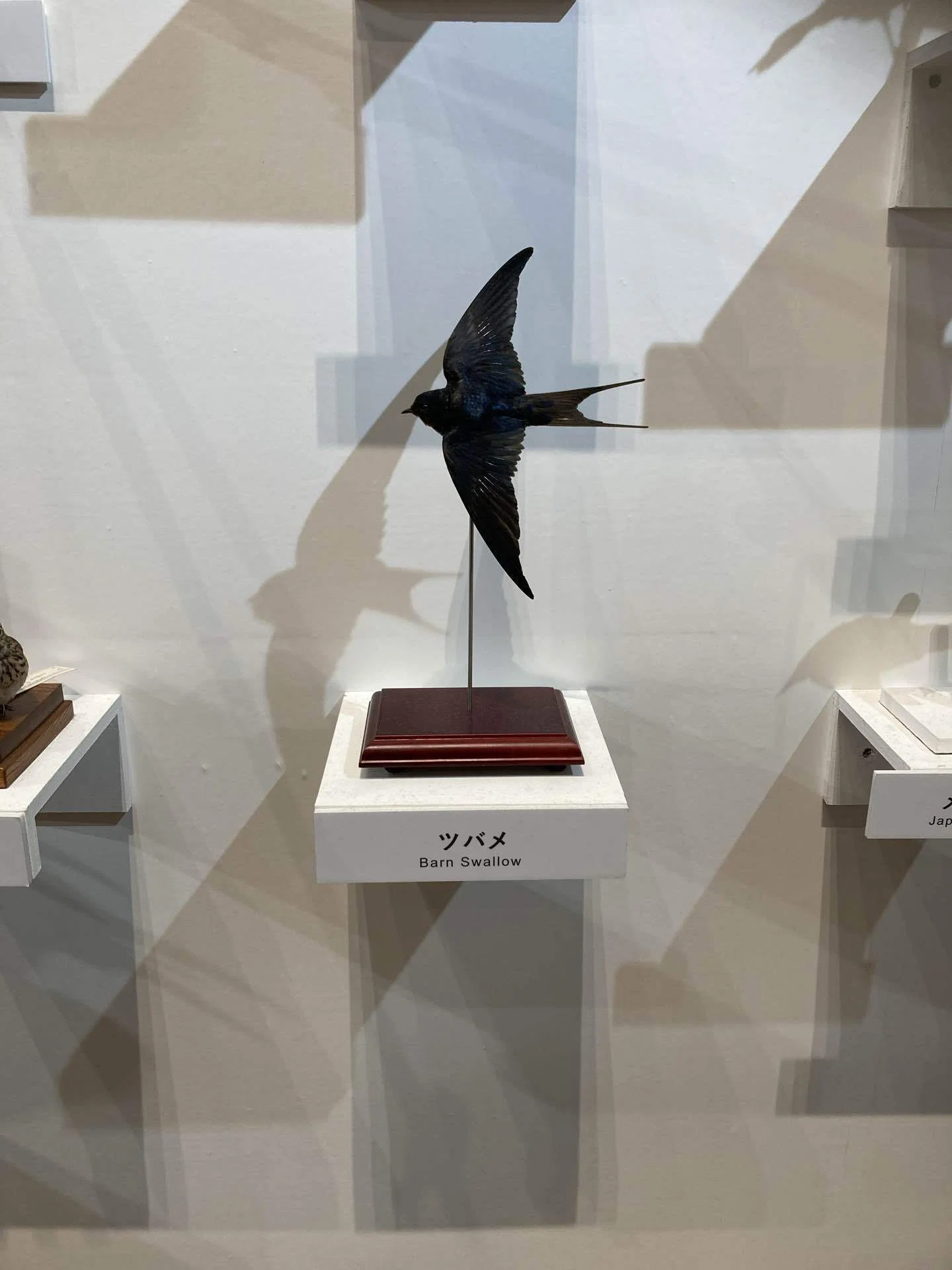 大阪市立自然史博物館の『鳥展』に行ってきました！米津さんの歌の烏