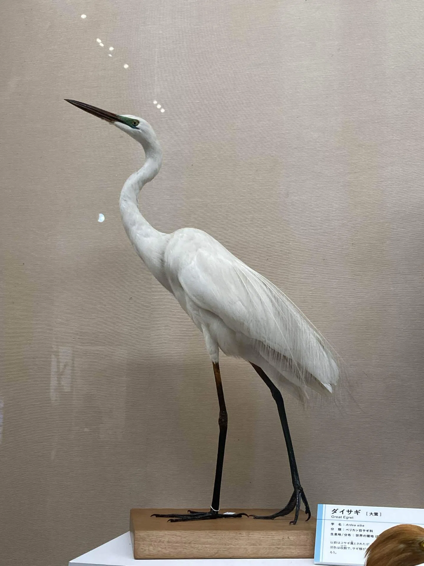 大阪市立自然史博物館の『鳥展』に行ってきました！米津さんの歌の烏