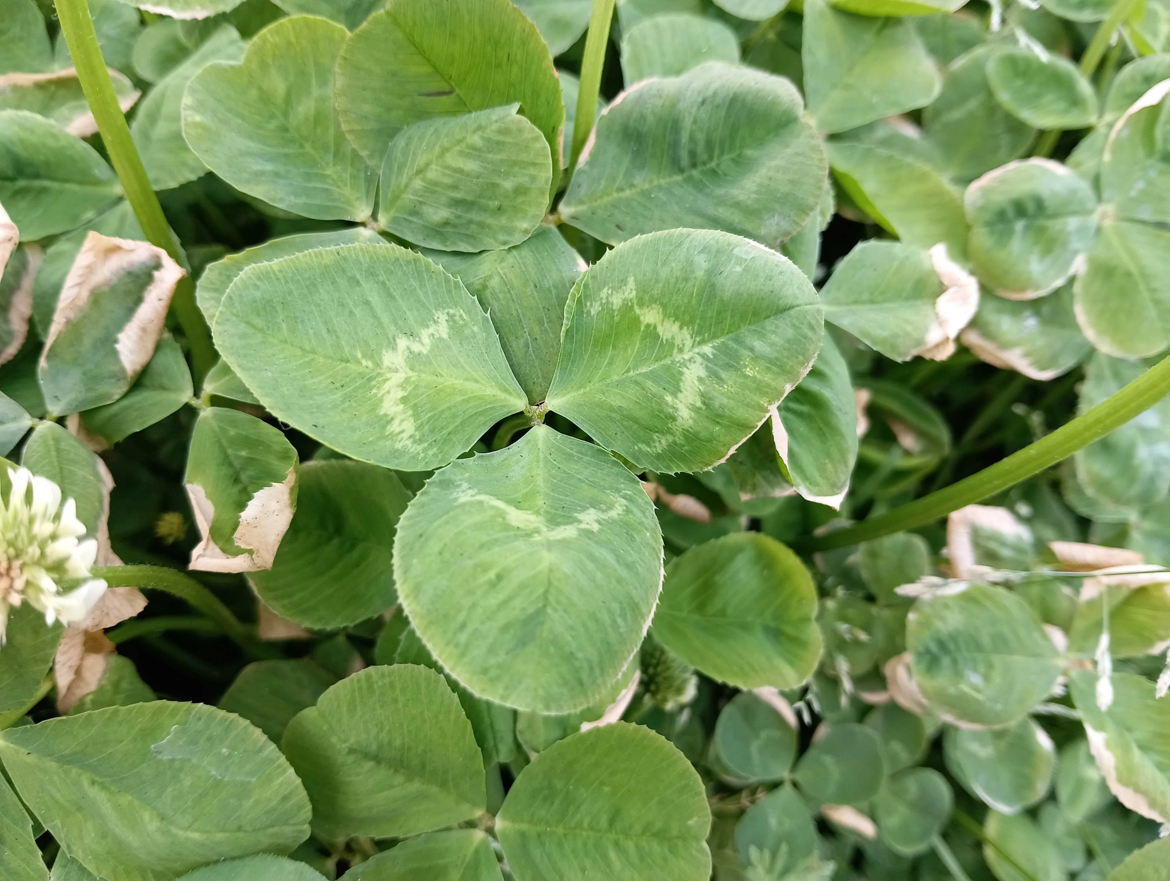 The Symbol of Happiness with a 'White Clover' Plus One｜いきものぐるり