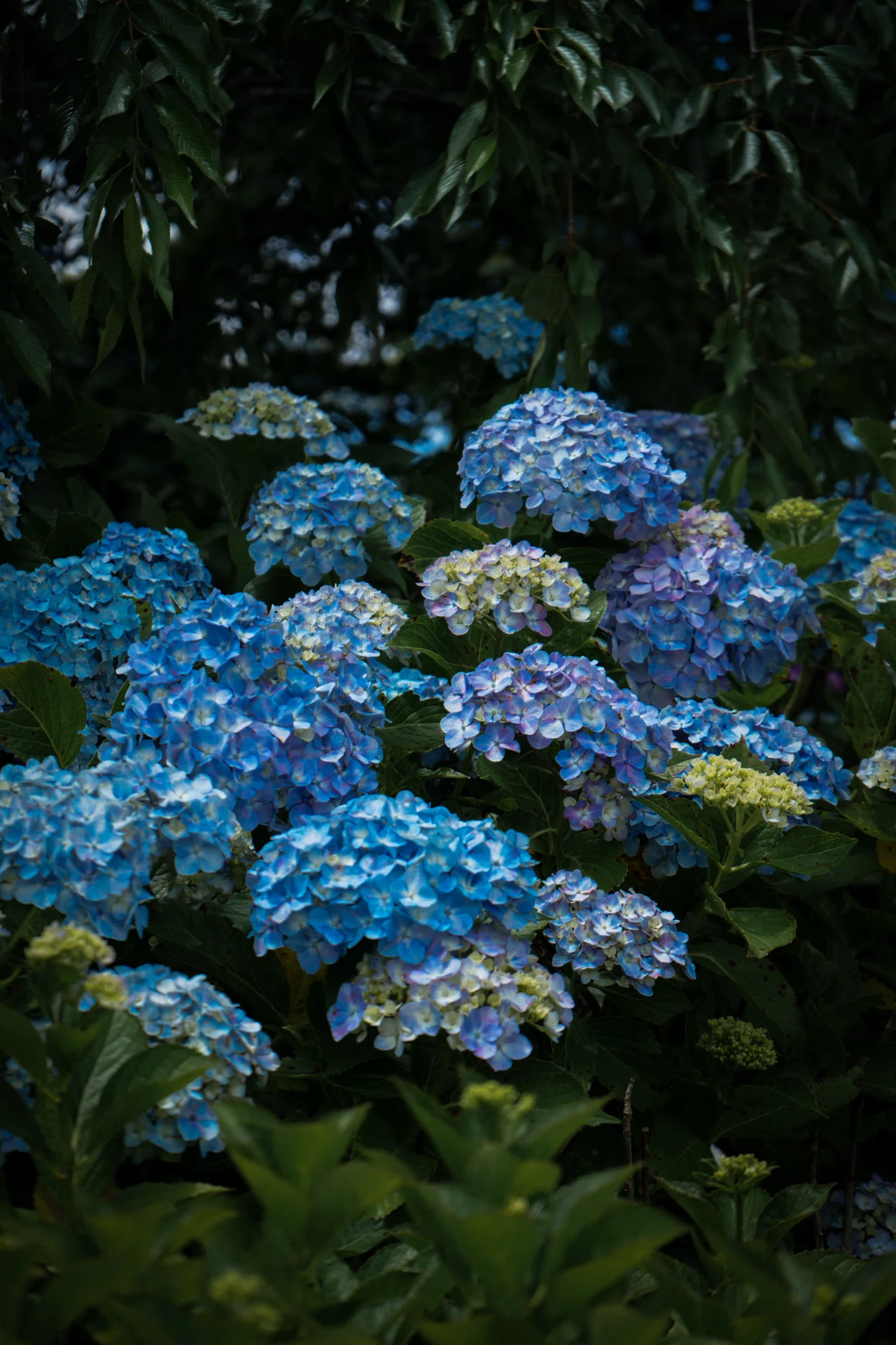 Sony α7Ⅱ】本土寺の紫陽花を4つの世界観で。フェミニン、ミステリアス