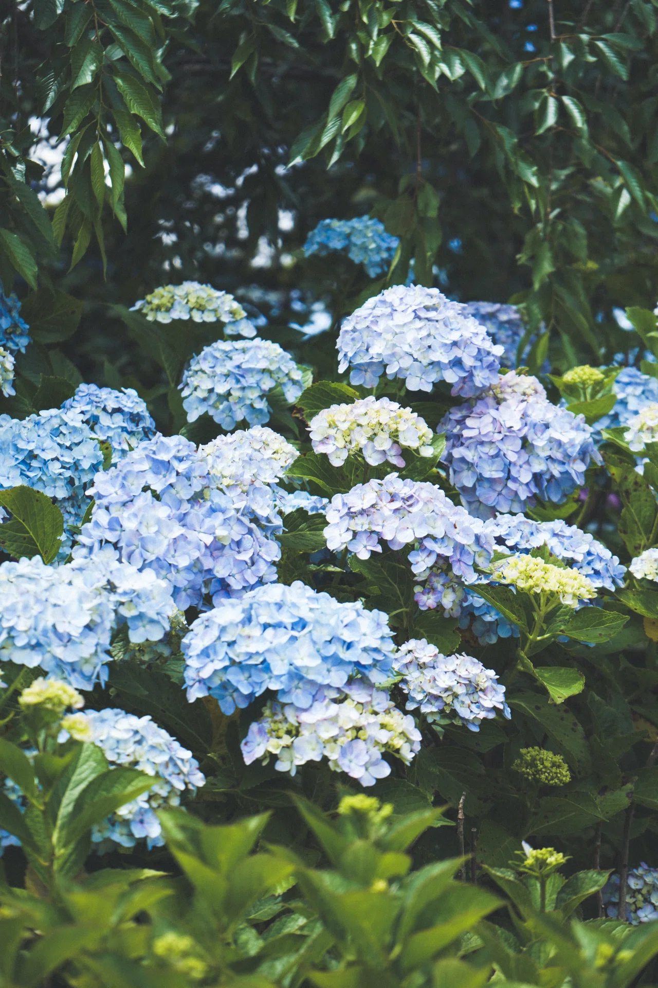 Sony α7Ⅱ】本土寺の紫陽花を4つの世界観で。フェミニン、ミステリアス