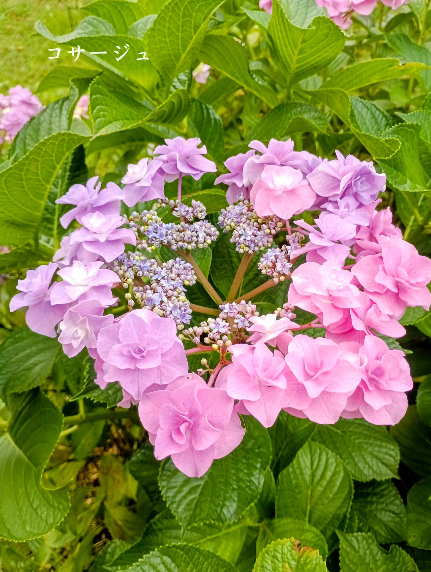 Guide to Choosing Popular Hydrangea Varieties | 2026 Latest Guide to Choosing Popular Hydrangea Varieties | 2026 Latest