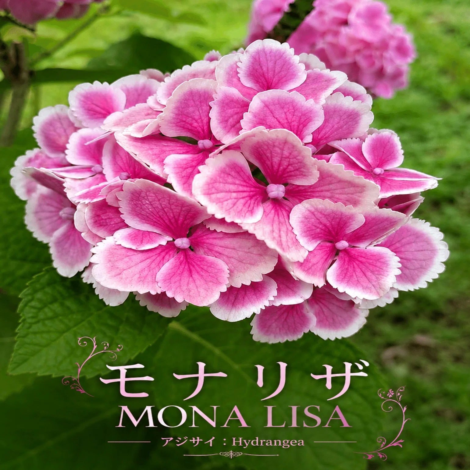 Guide to Choosing Popular Hydrangea Varieties | 2026 Latest