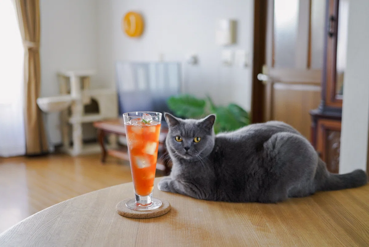 猫とアイスティー