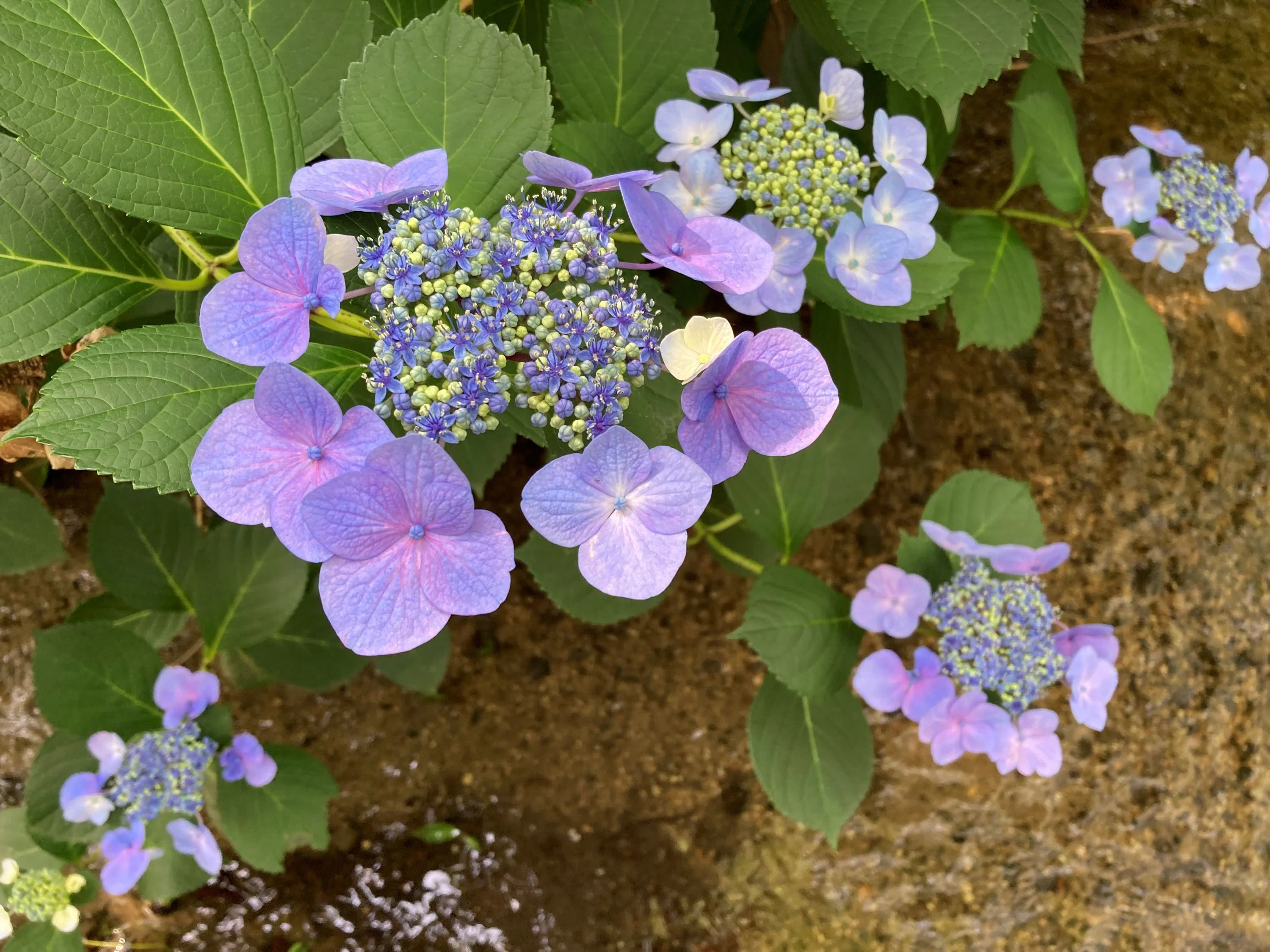 お出かけ親父のウォーキング鶴見緑地公園の紫陽花｜お出かけ親父