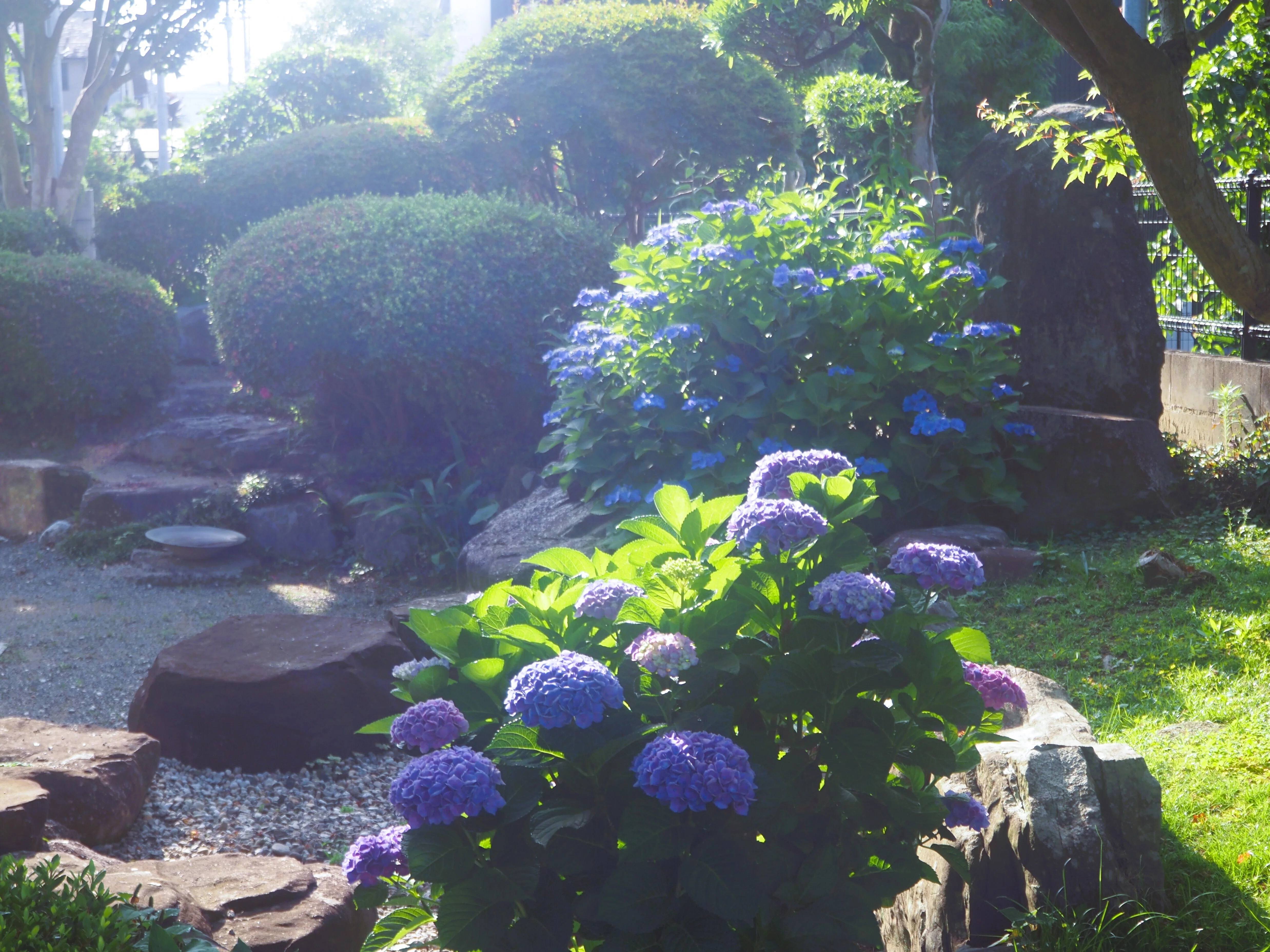 Photo：朝日に照らされる庭の紫陽花を撮る｜あーかいぶ55