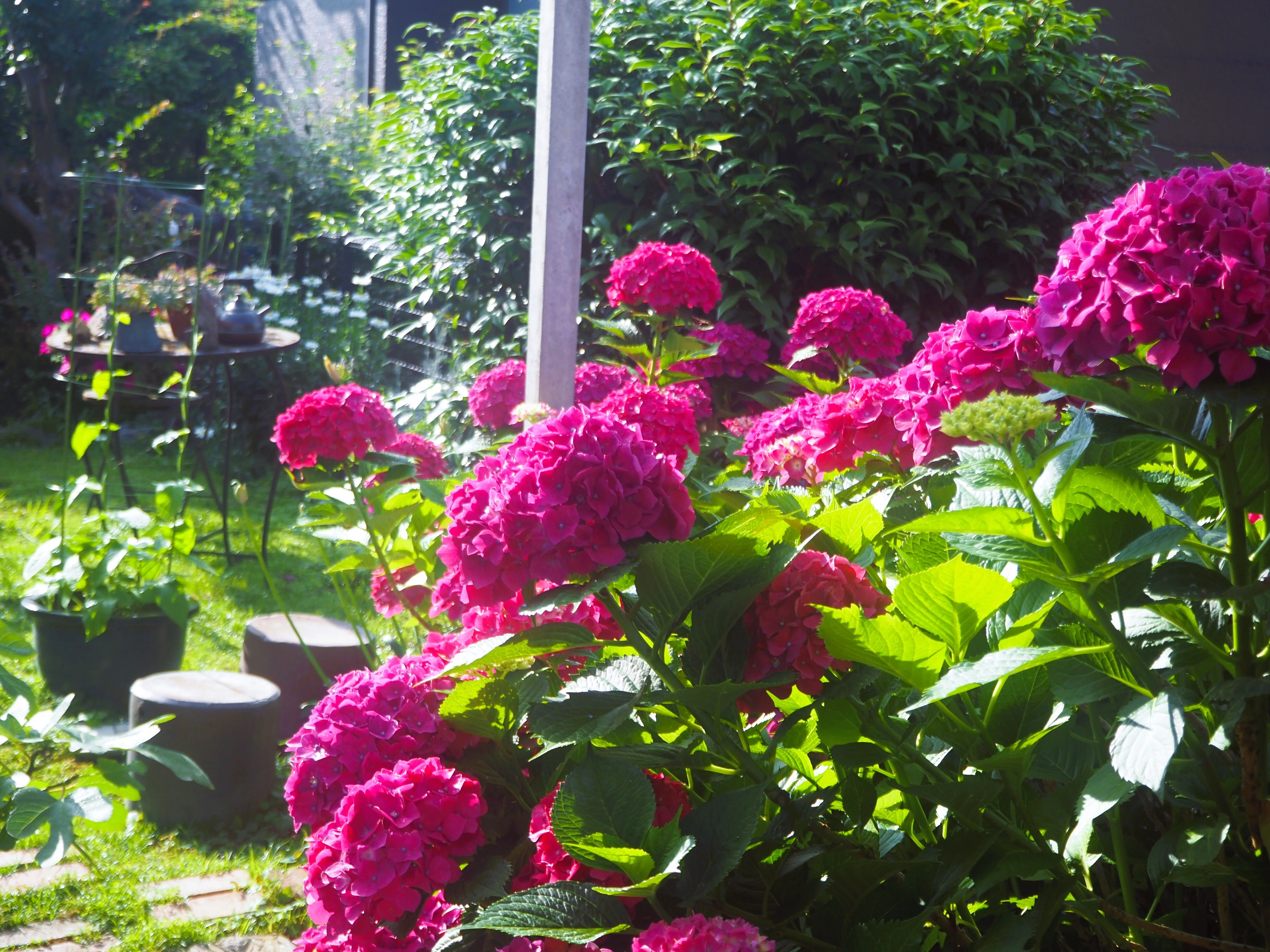 Photo：朝日に照らされる庭の紫陽花を撮る｜あーかいぶ55