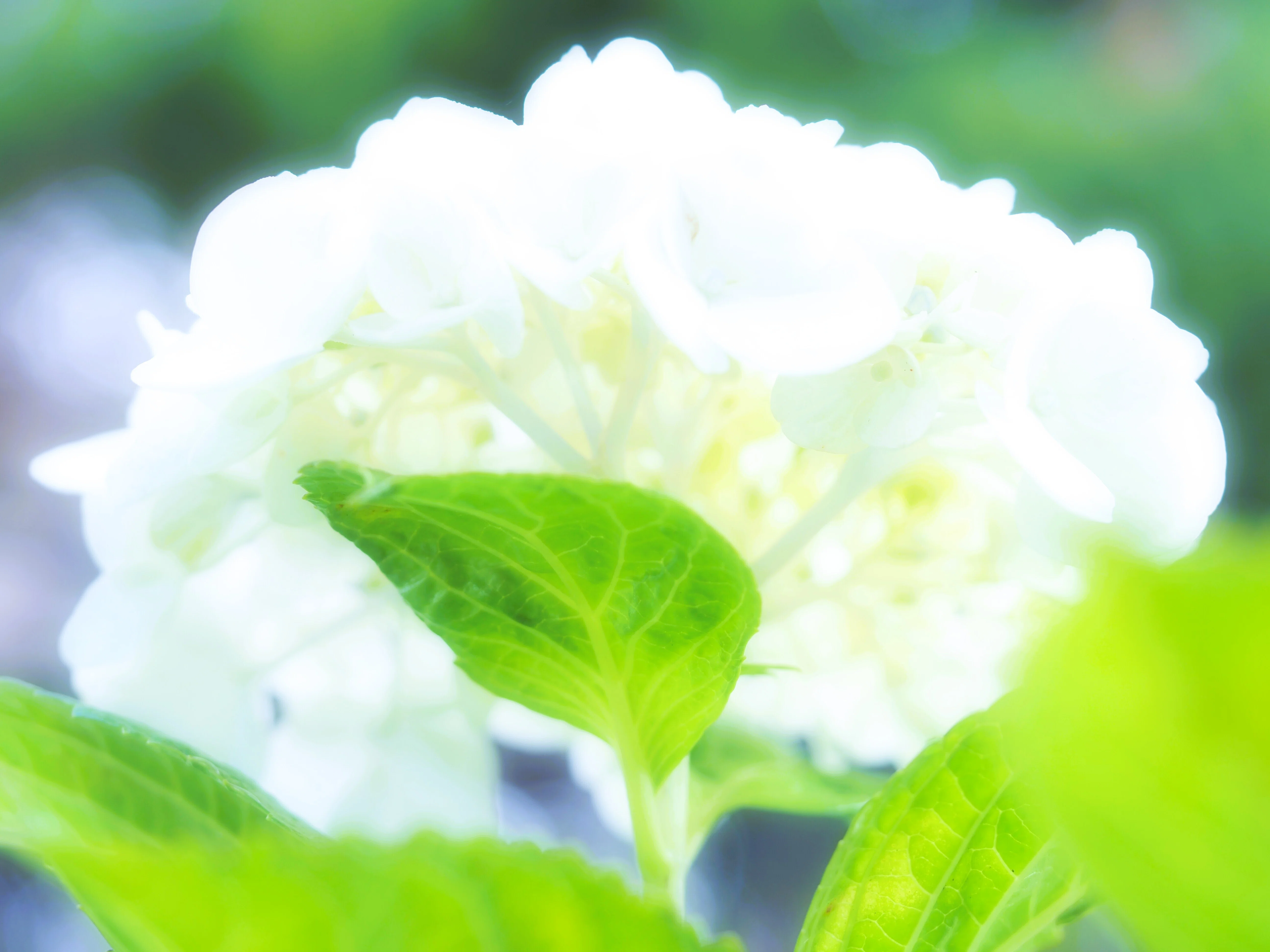 Photo：朝日に照らされる庭の紫陽花を撮る｜あーかいぶ55