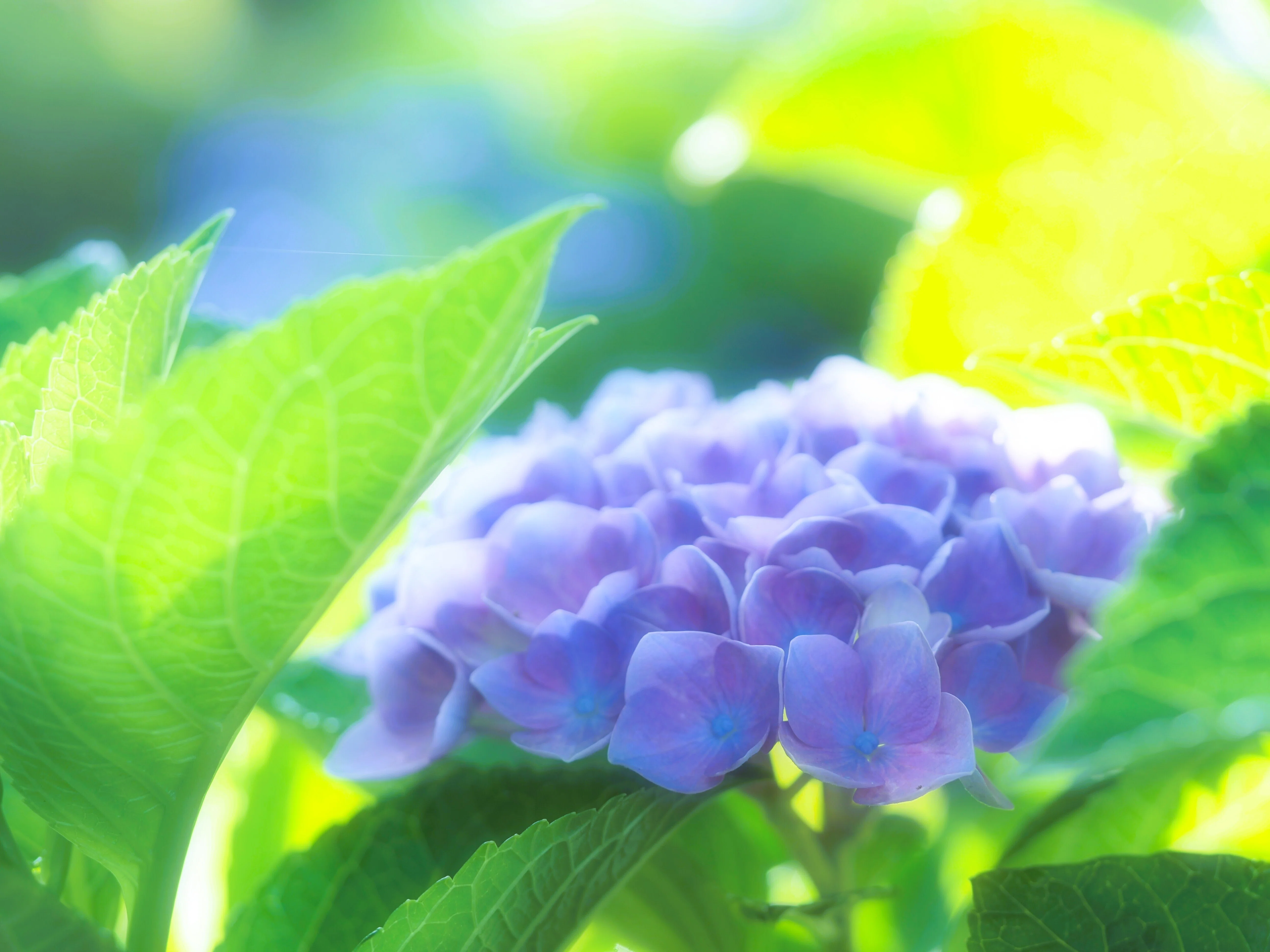 チロルパン「朝顔」「紫陽花」✕2個 Photo：朝日に照らされる庭の紫陽花を撮る｜あーかいぶ55