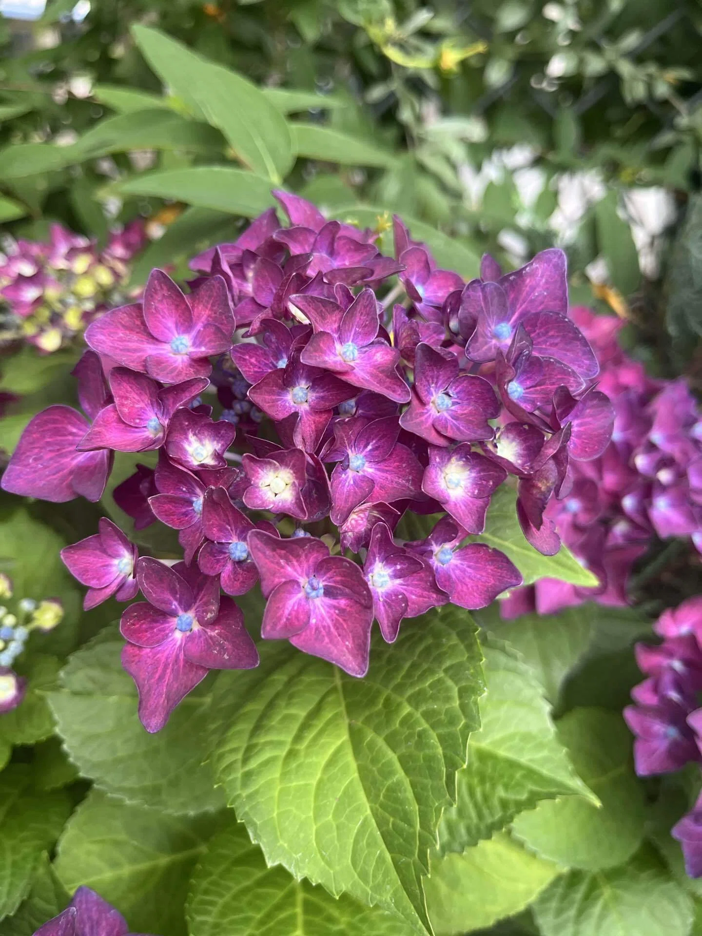 Wednesday Magazine: Handwritten Notes & Hydrangea Album｜ayumi