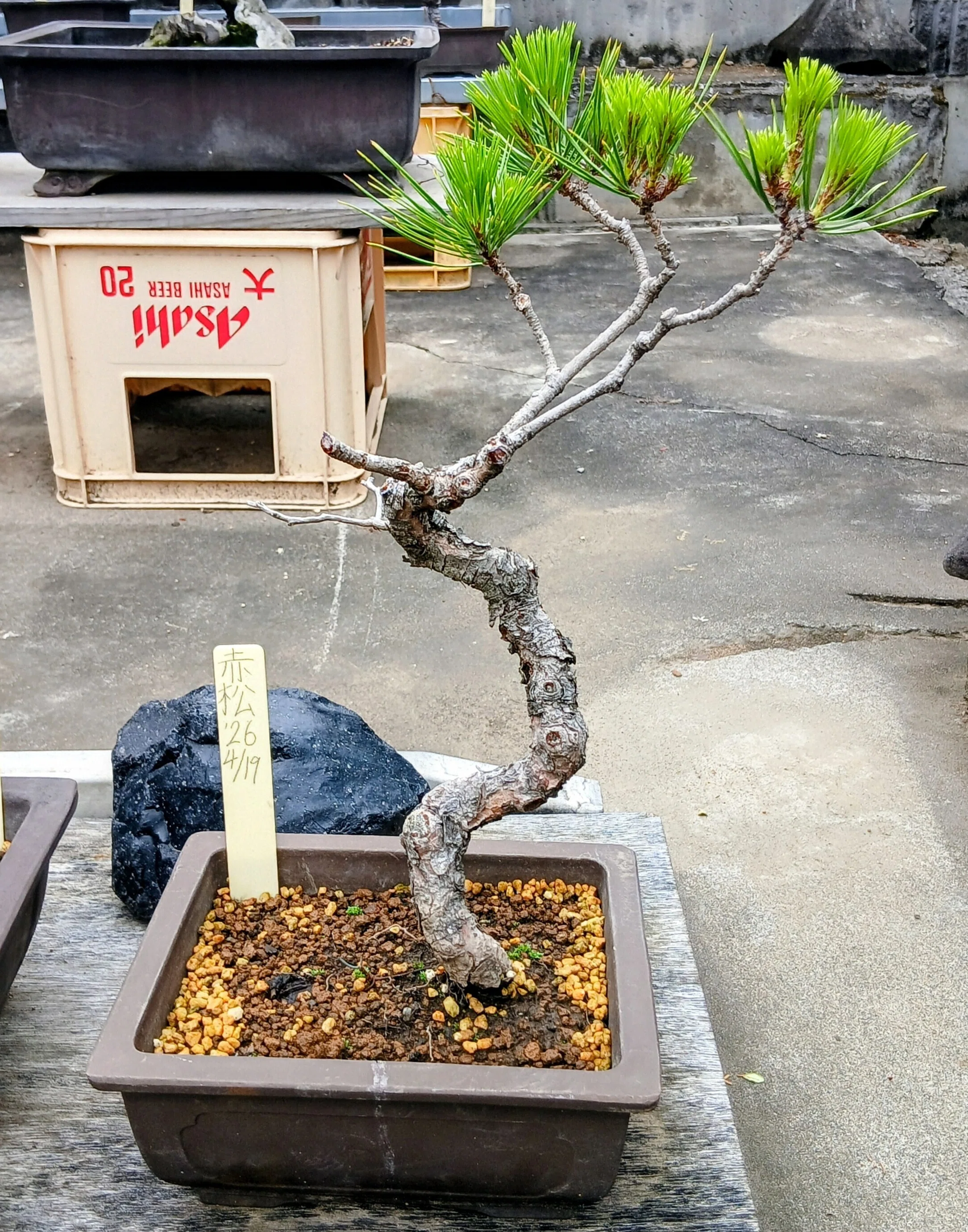 🌲黒松盆栽マガジン 【第2回】最初の相棒をどう選ぶ？将来大きく化ける