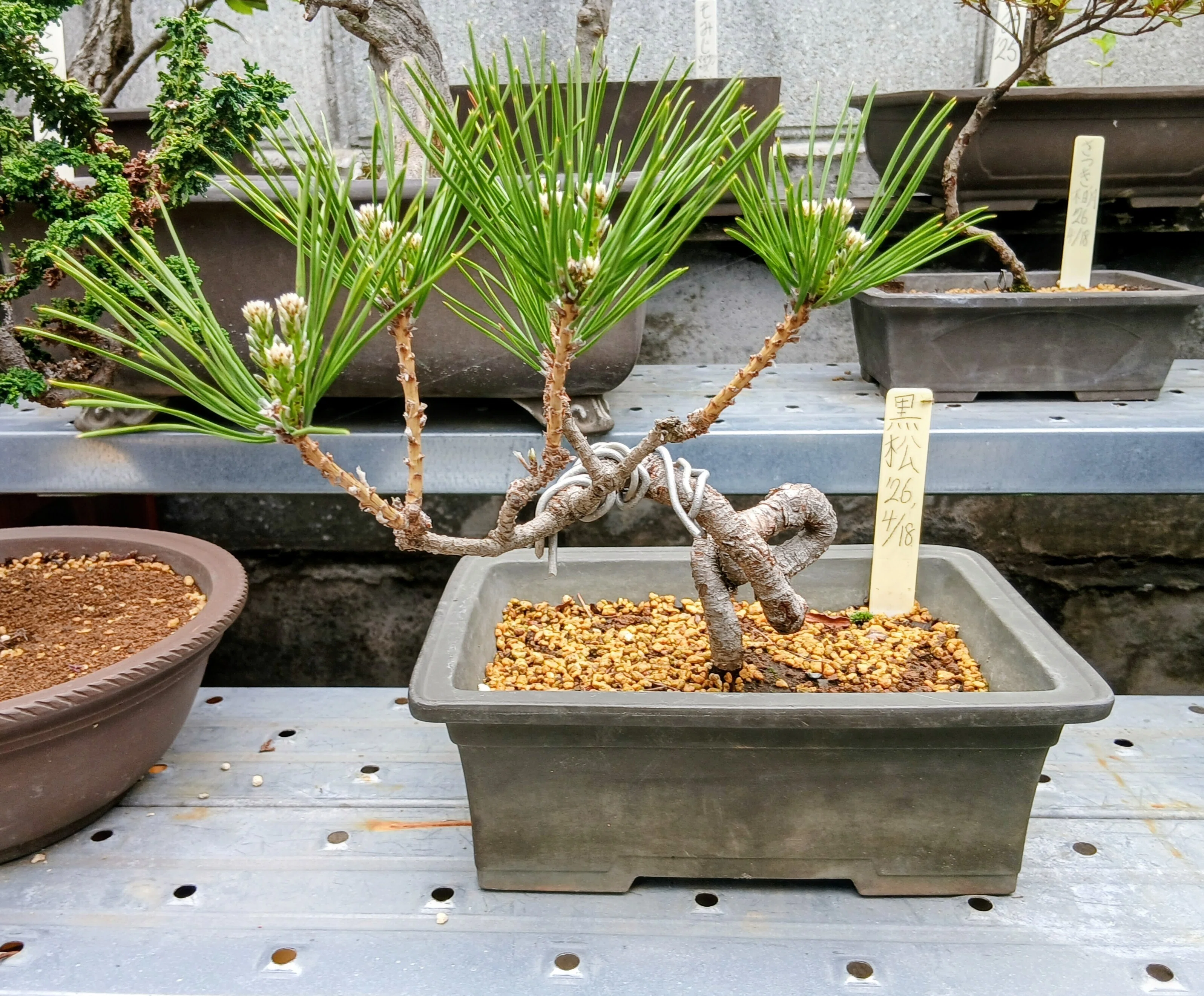 🌲黒松盆栽マガジン 【第2回】最初の相棒をどう選ぶ？将来大きく化ける