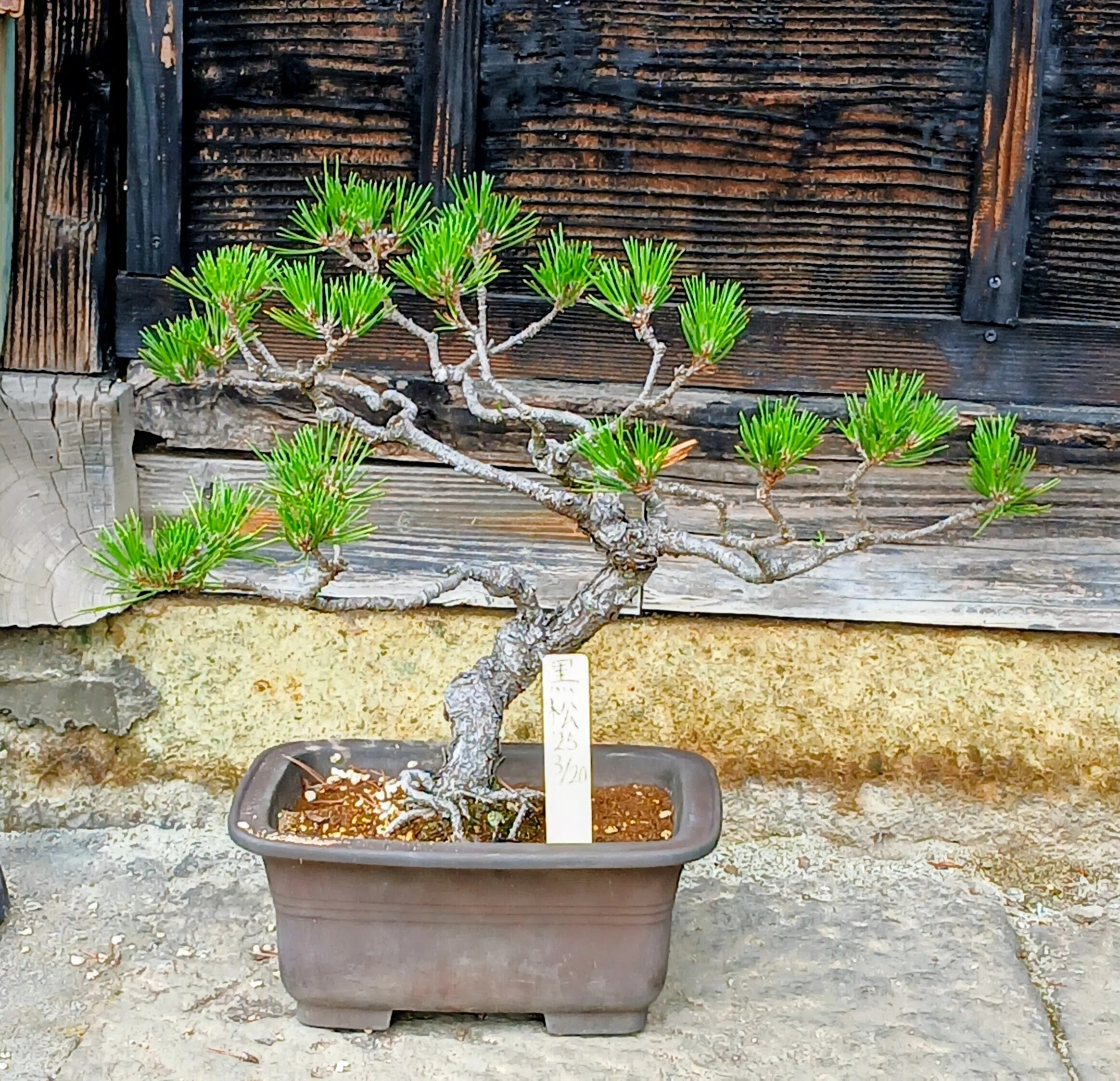🌲黒松盆栽マガジン 【第2回】最初の相棒をどう選ぶ？将来大きく化ける