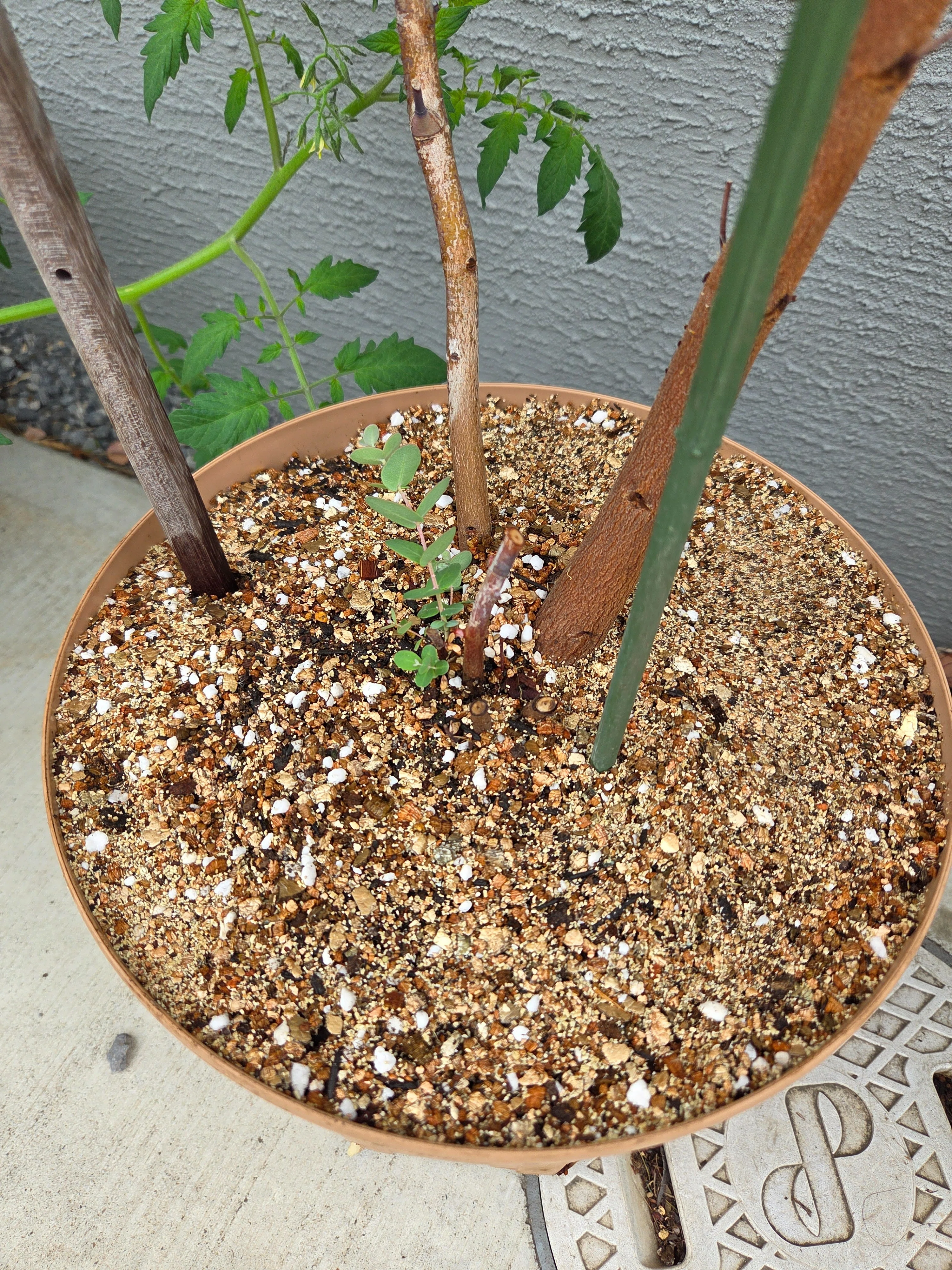 ユーカリの植え替えに最適な6月。衝動的に植え替えしたくなるでも