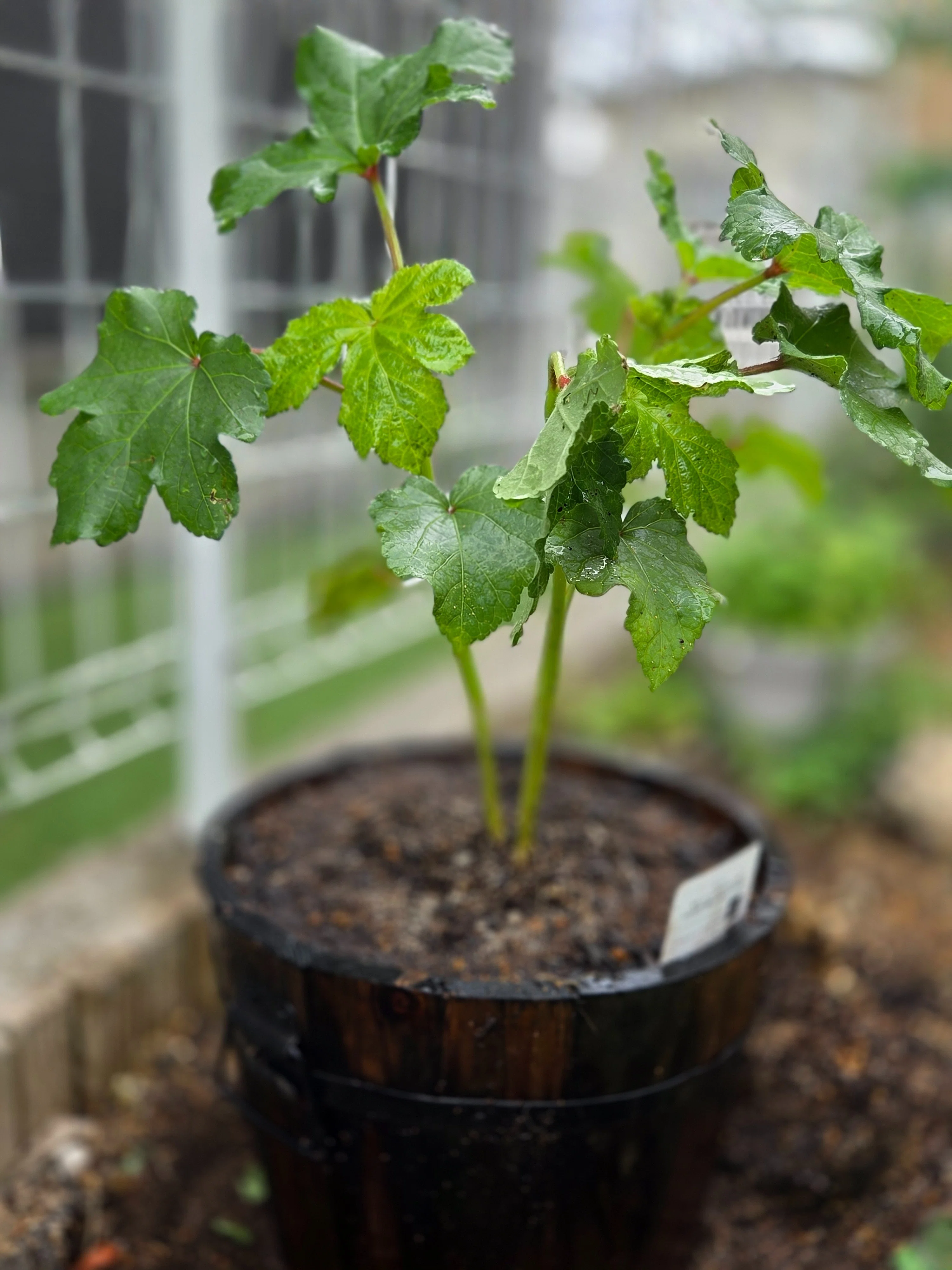 ユーカリの植え替えに最適な6月。衝動的に植え替えしたくなるでも