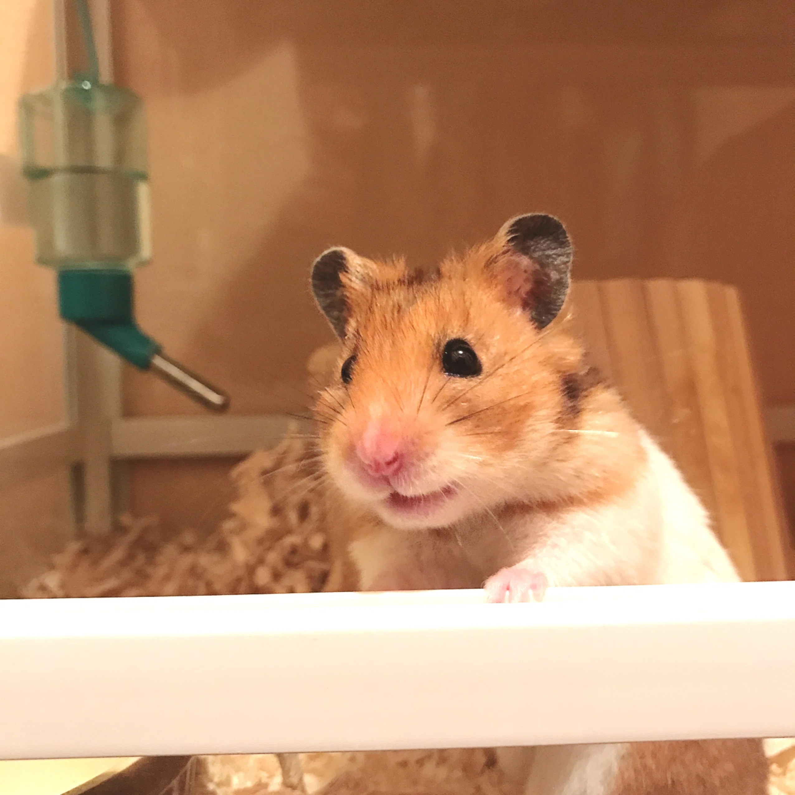 ネズミも見てもらっていいですか｜澤部なみ