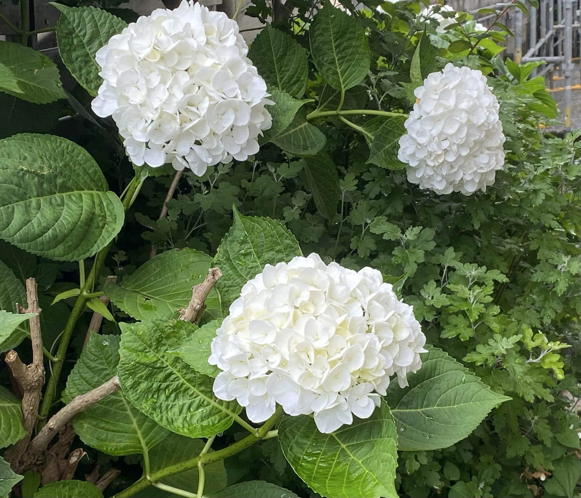 紫陽花の季節｜之哲／Yuki Satoru