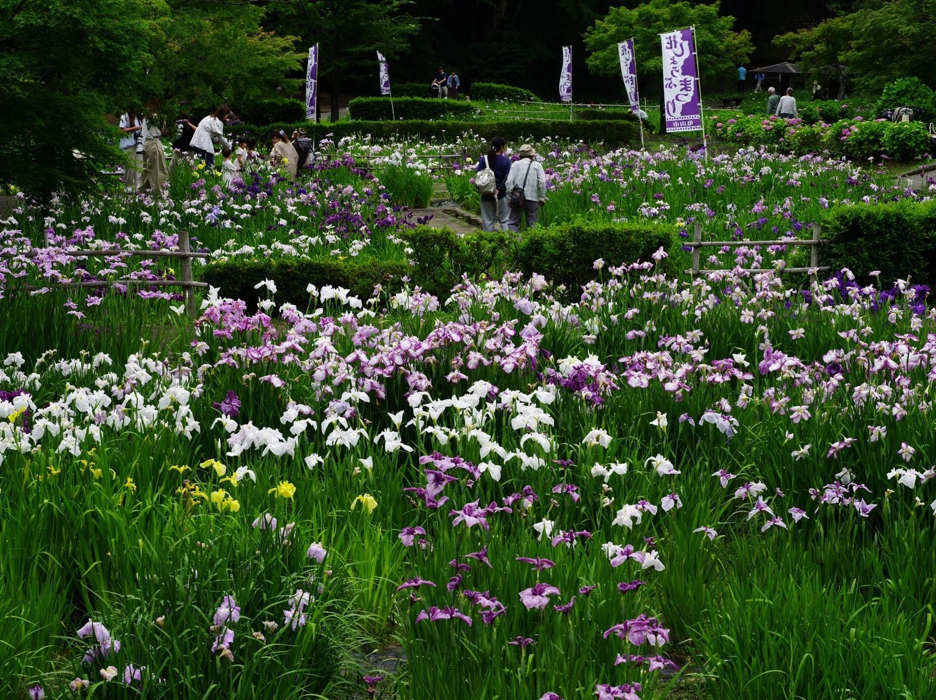 亀山公園 花しょうぶまつり ～撮影旅行よもやま話集～｜綺麗な風景写真
