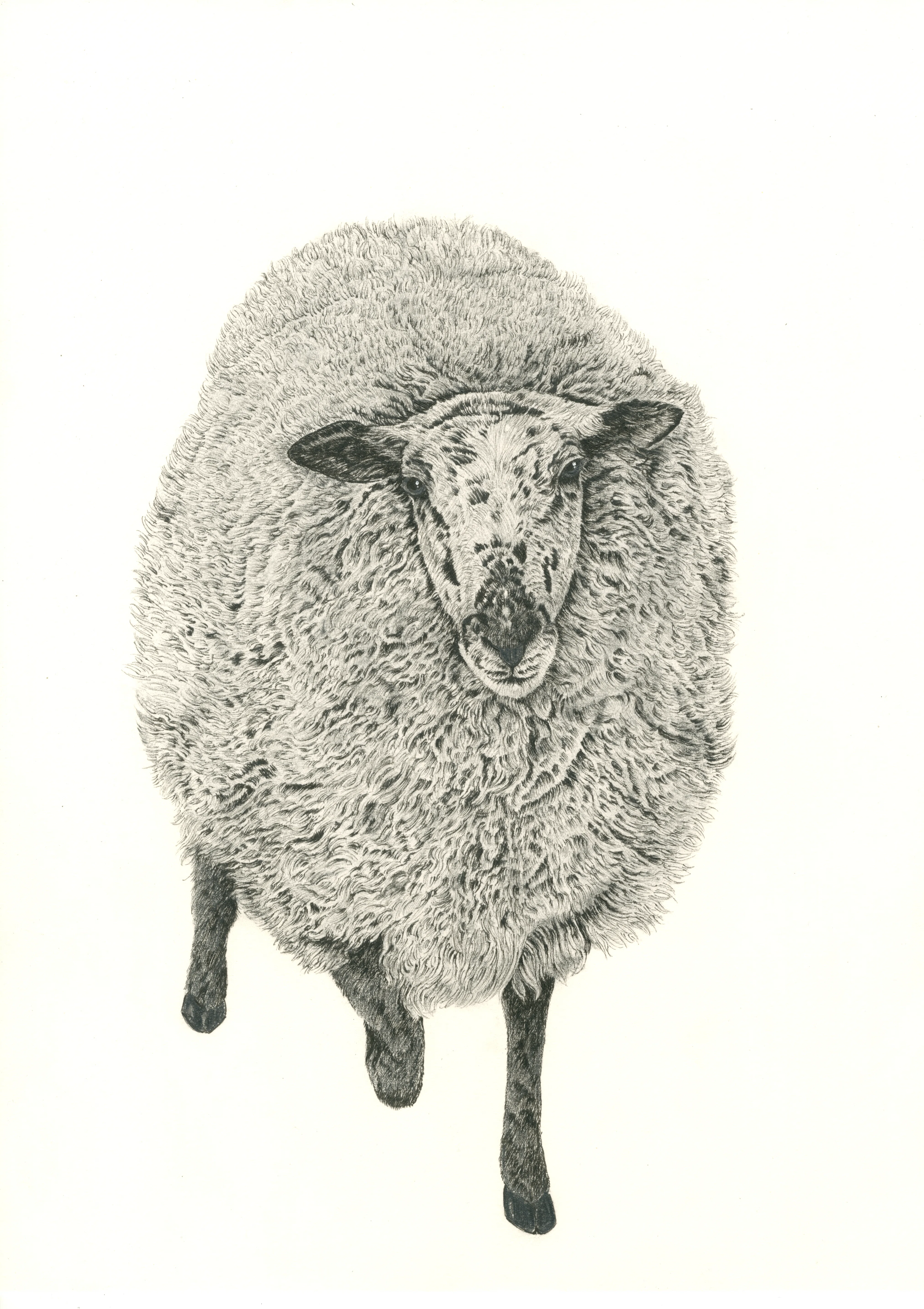 作家　羊 今週は羊】 This Week, a Sheep 2026/6/10｜山田貴裕