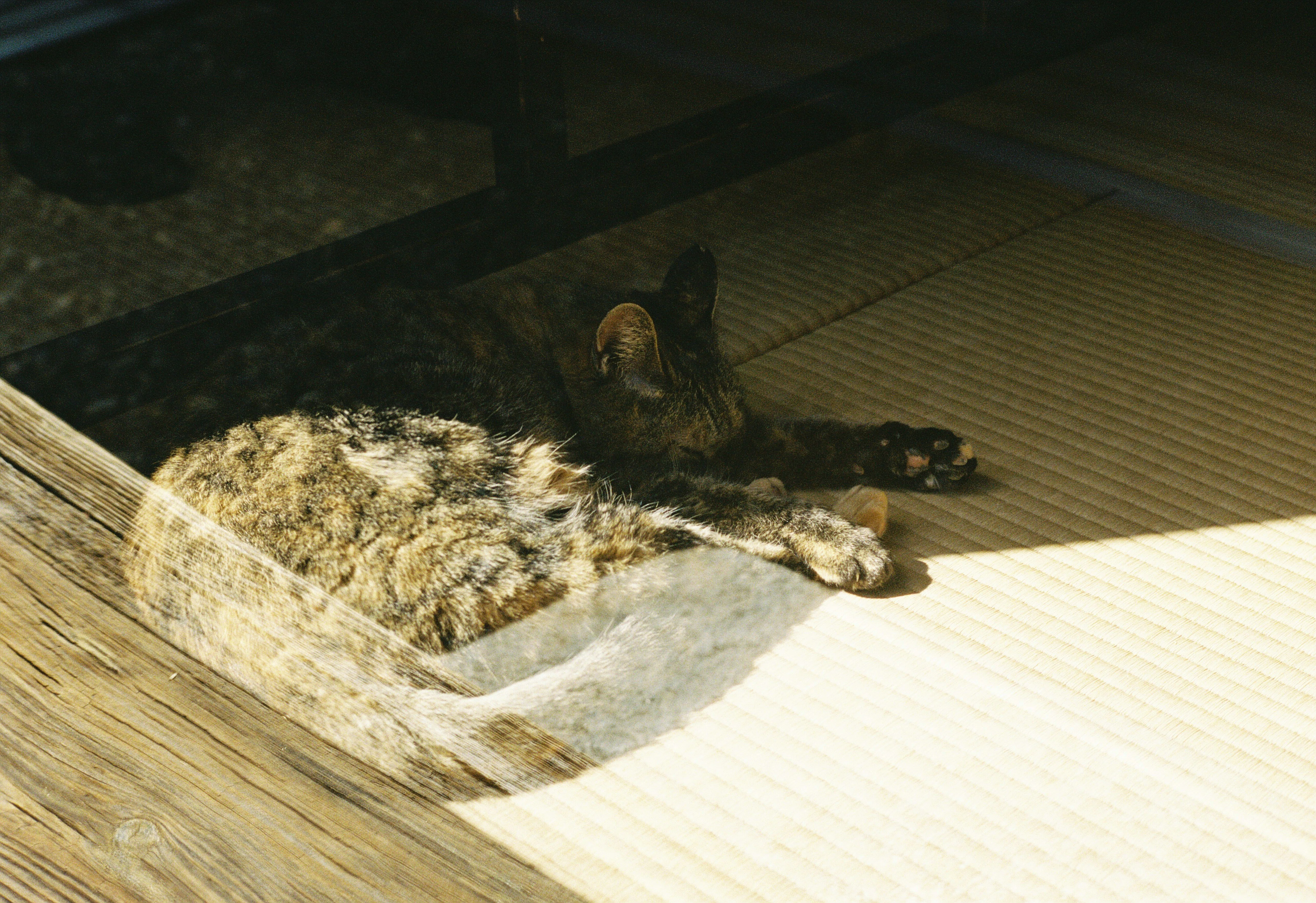 河井寛次郎記念館のかわいいあの子｜窓猫雑貨店