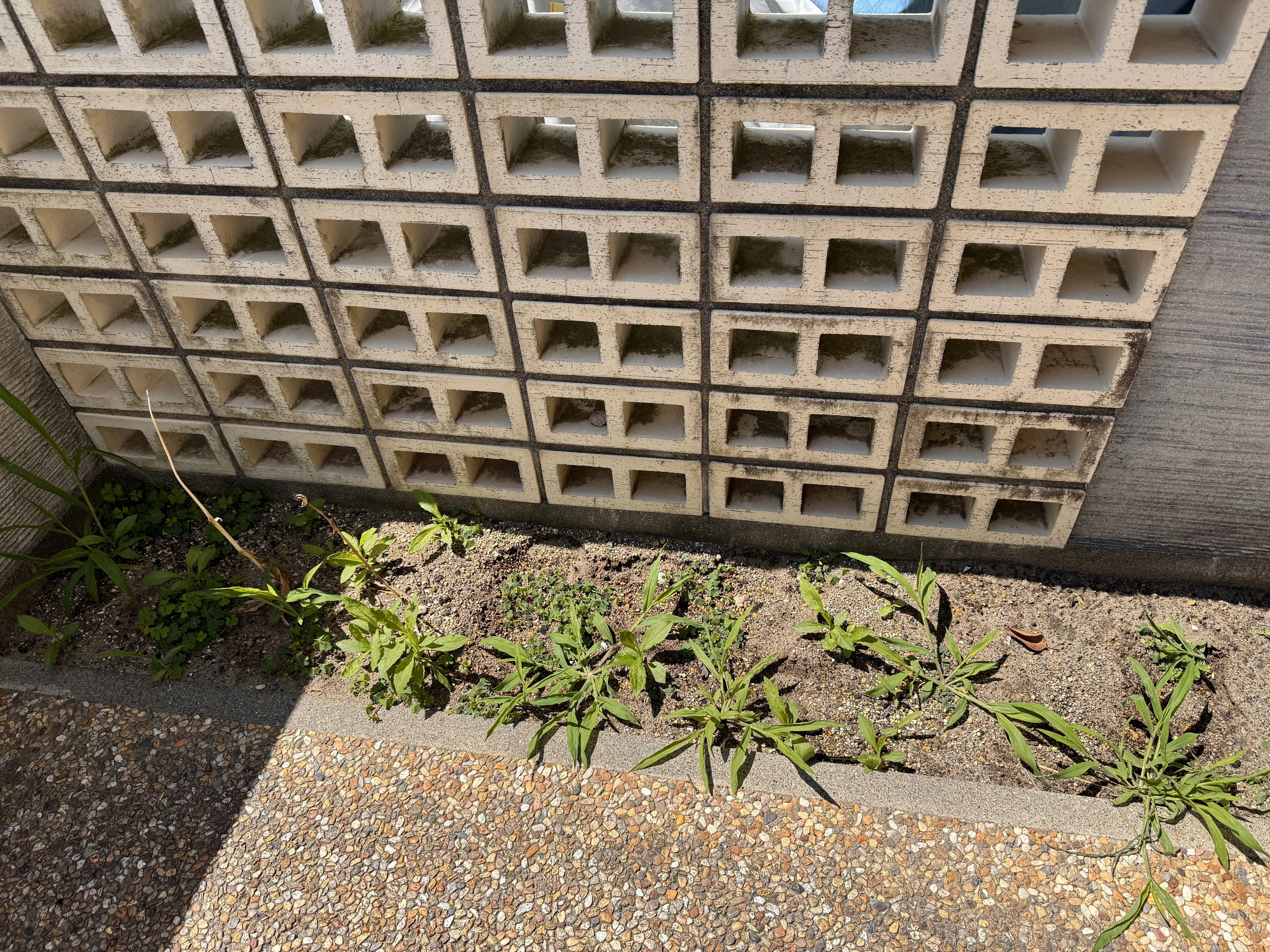 隣の芝生は青くていい｜ふえきさちこ
