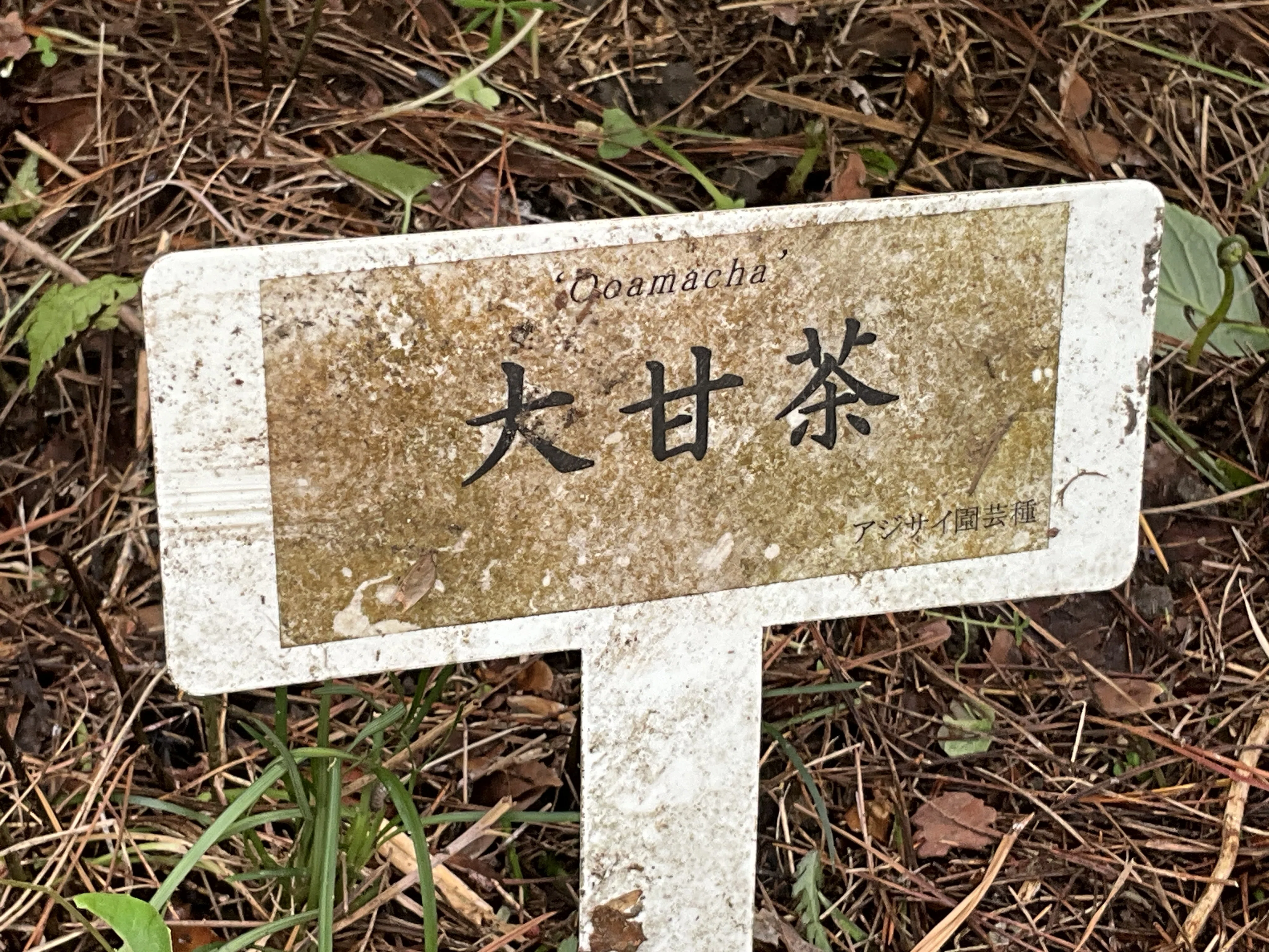 ヤマアジサイの大甘茶（京都府立植物園）：2026年6月11日（木）｜藤井