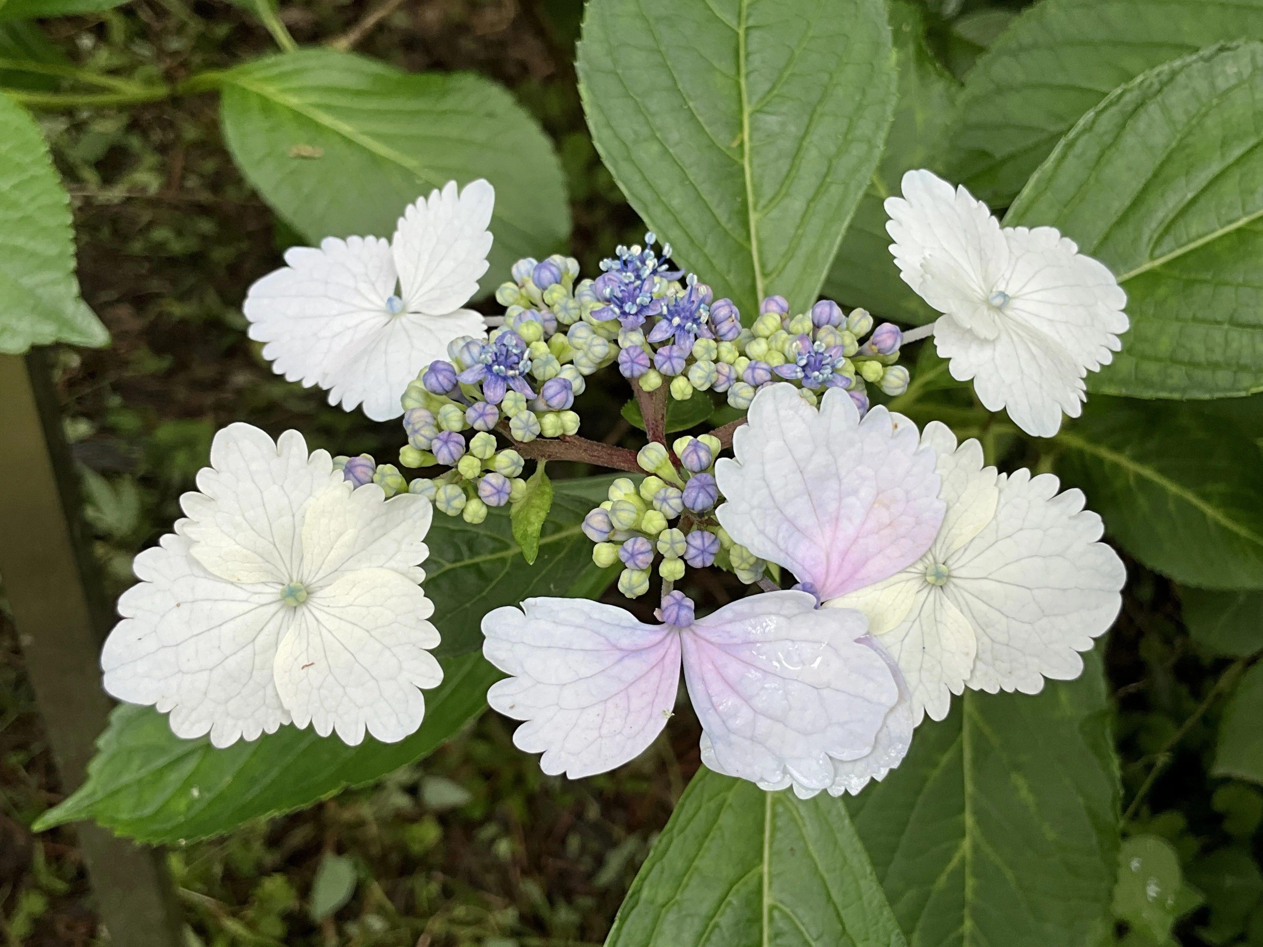 Temari-gaku Hydrangea (Kyoto Botanical Garden): June 11, 2026
