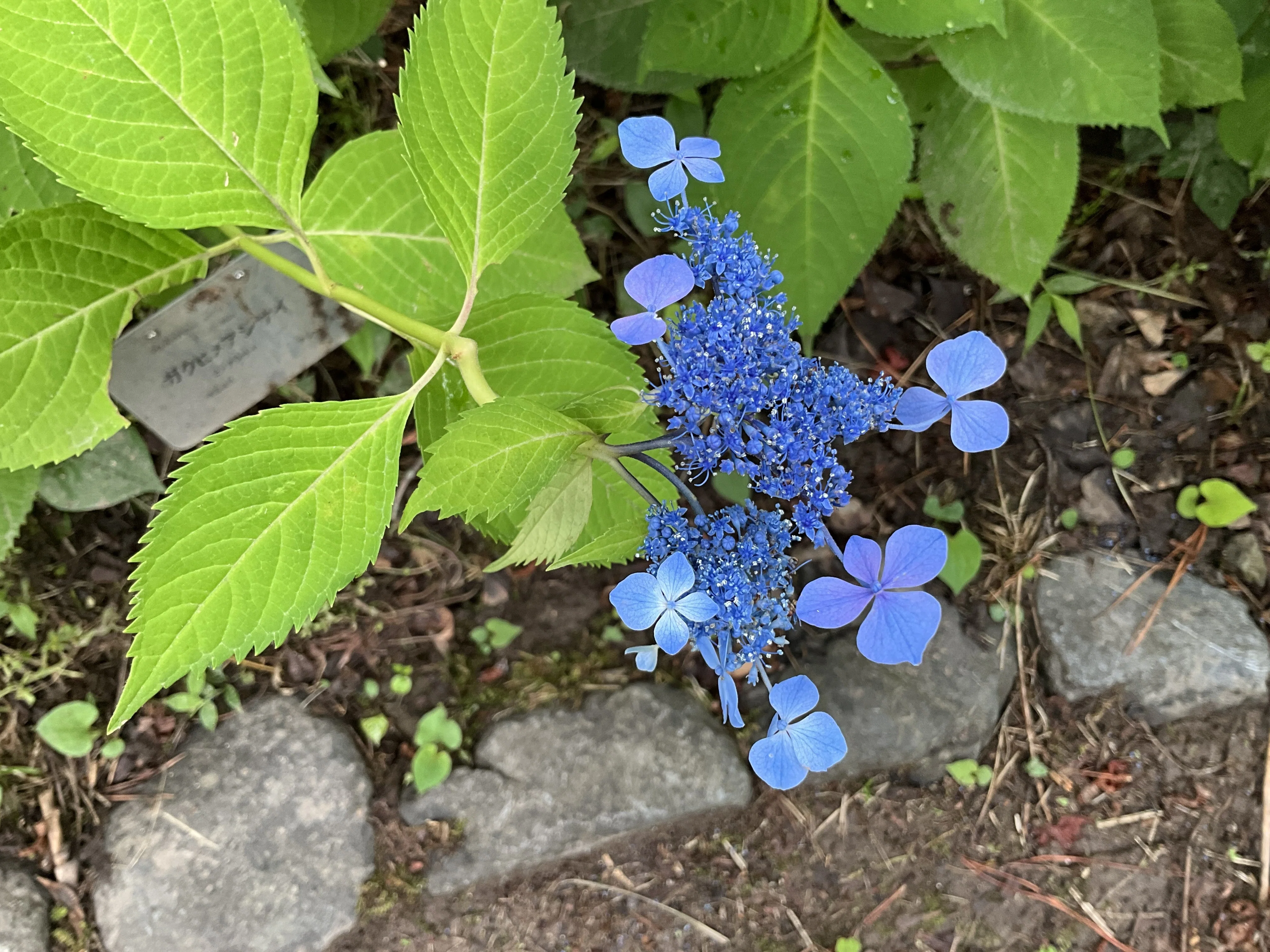 Gaku-hime Hydrangea (Kyoto Botanical Gardens): June 11, 2026