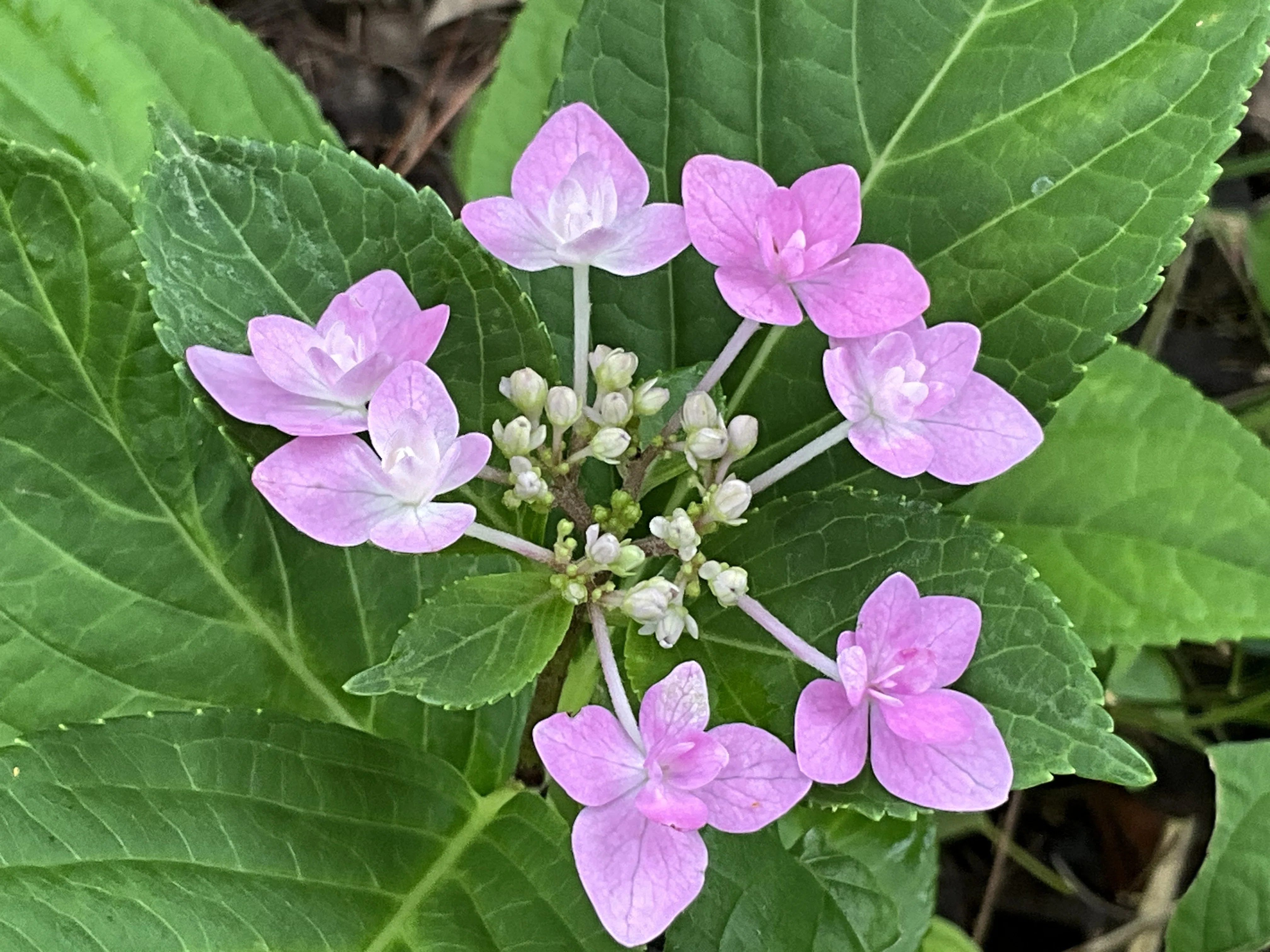がくアジサイの花籠 八重ガクアジサイ（京都府立植物園）：2026年6月11日（木）｜藤井秀昭