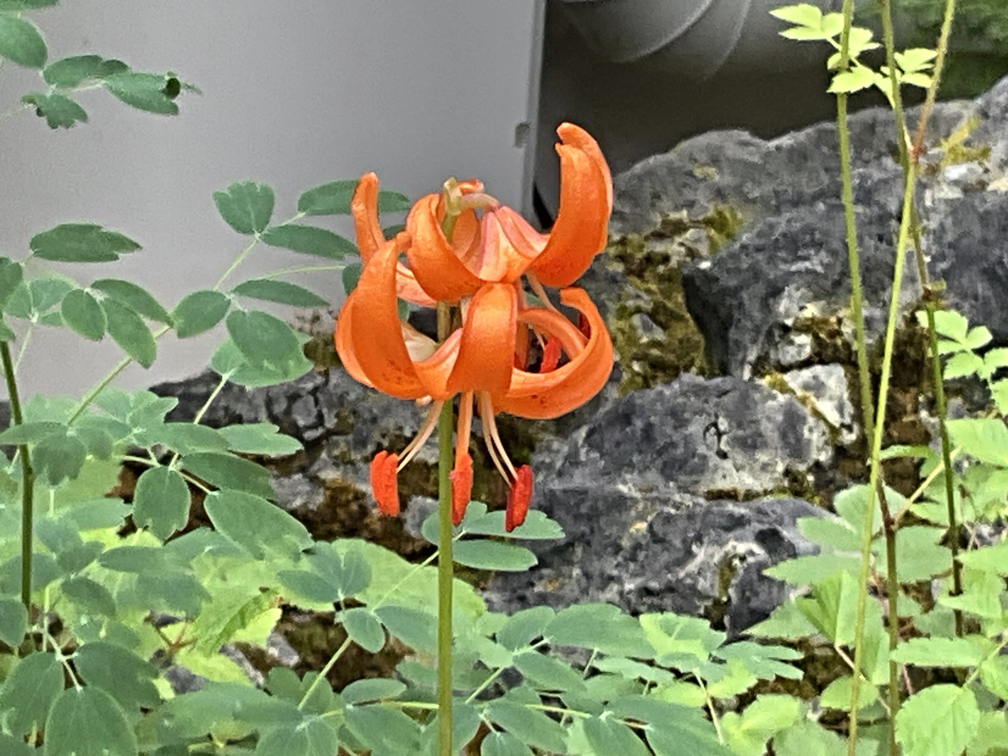 クルマユリ（京都府立植物園）：2026年6月11日（木）｜藤井秀昭