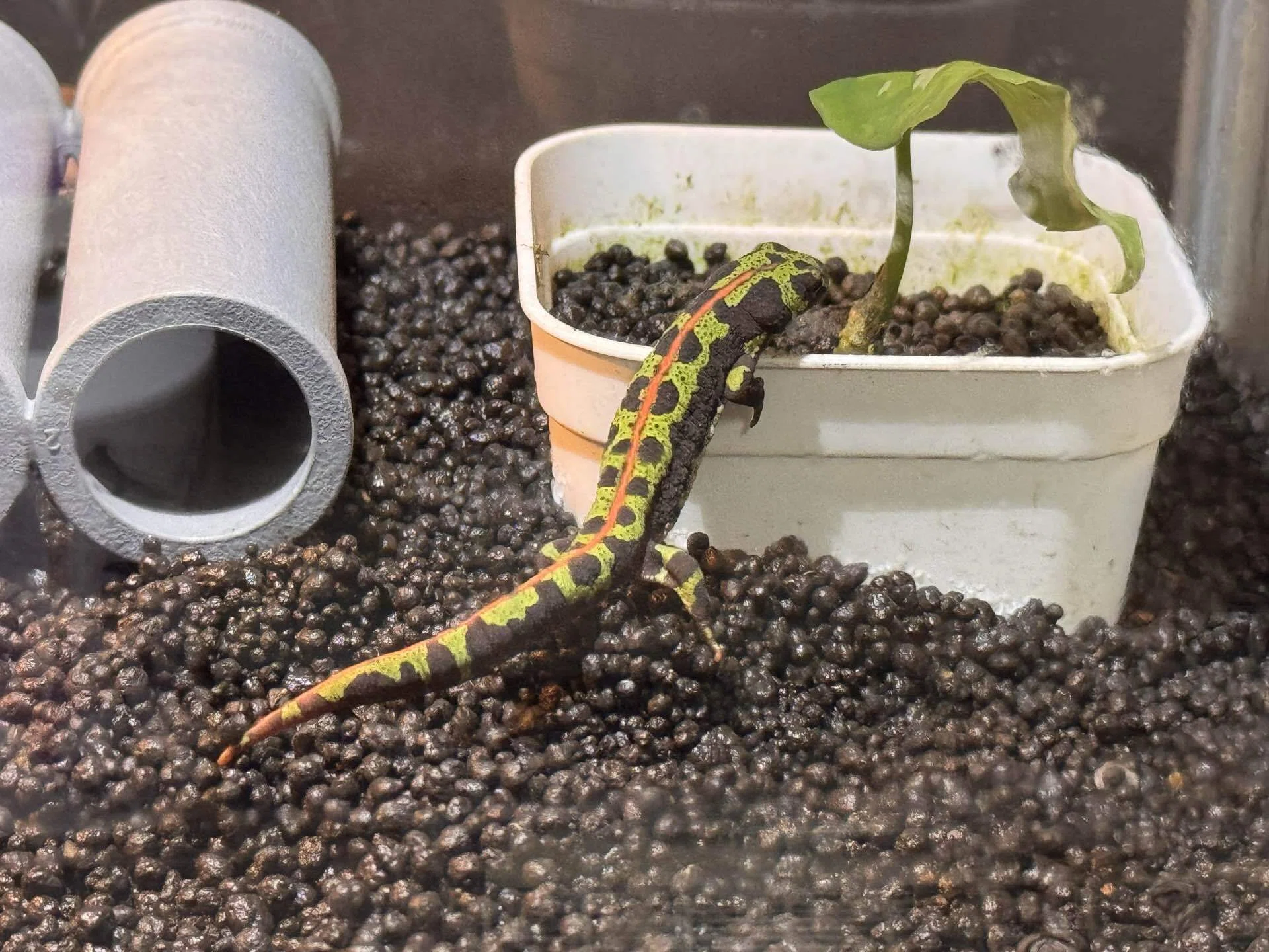 爬虫類と植物に囲まれる癒しの暮らし｜ヤモリ・カメ・ビカクシダと