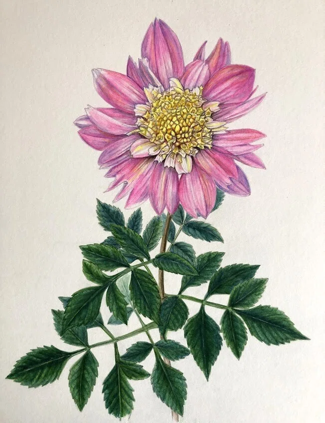 植物画・ボタニカルアート】ダリア～ダリア園で出会った一輪②アネモネ